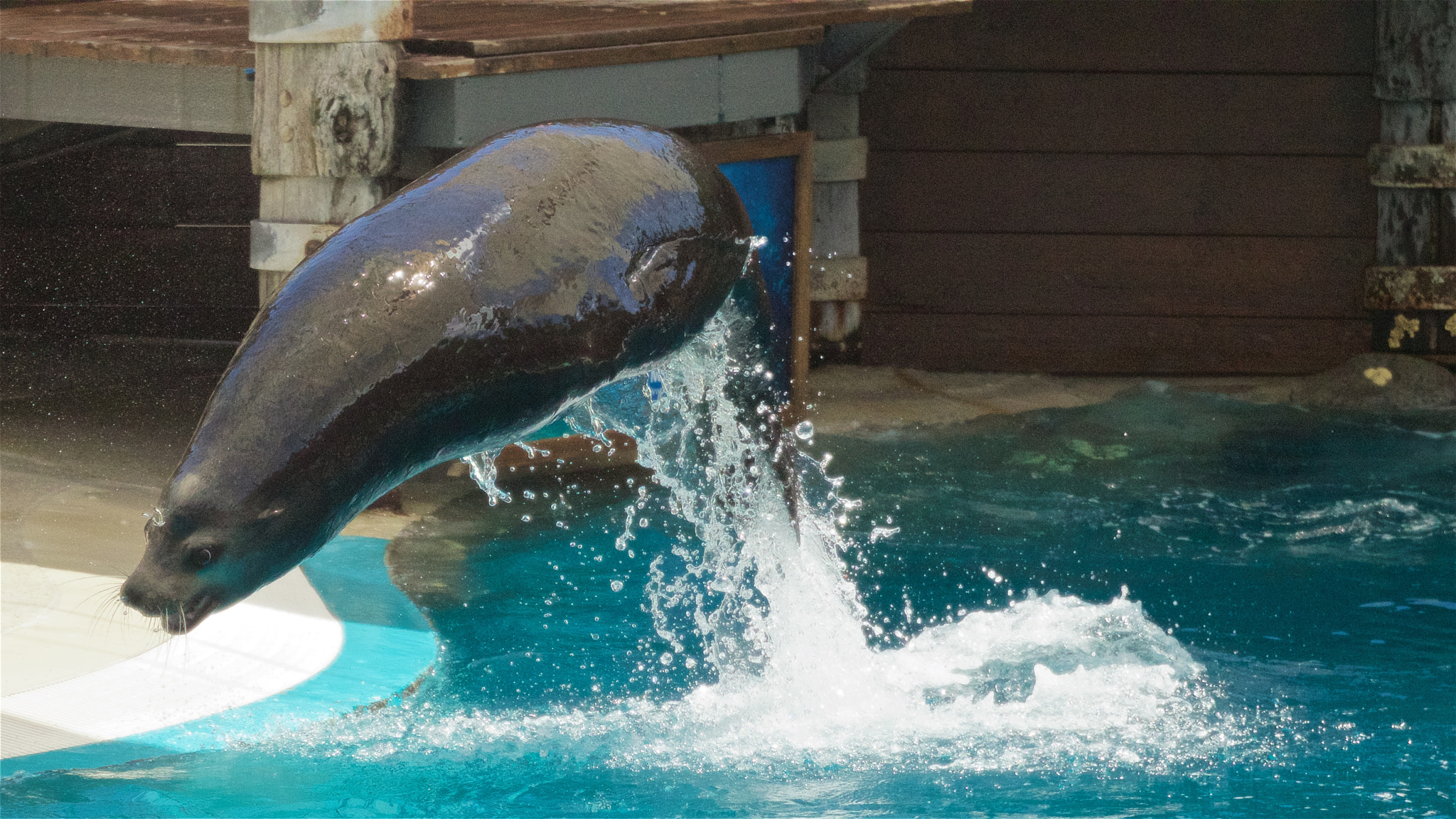 Canon EF 100-400mm F4.5-5.6L IS USM sample photo. Seal in flight photography