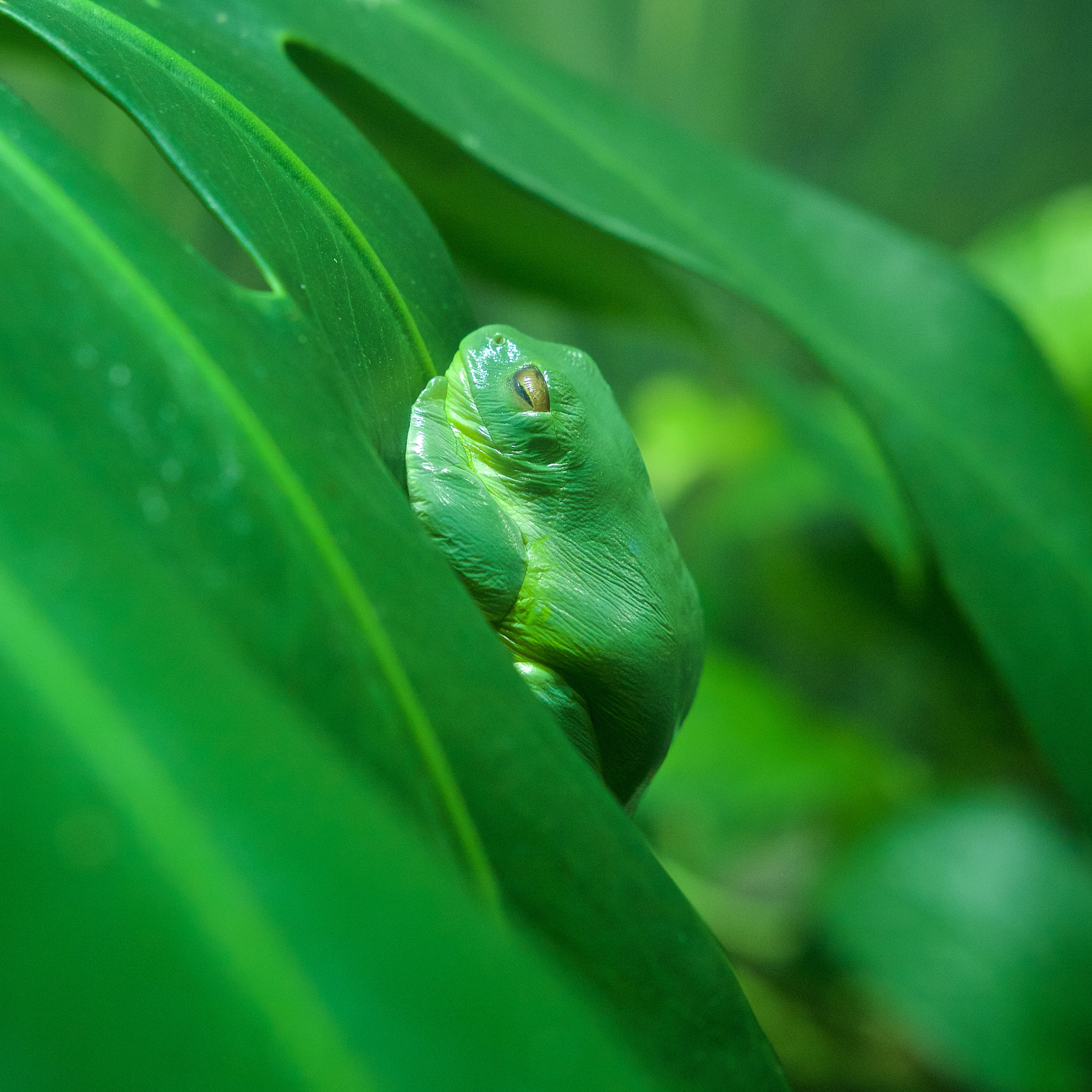 Sigma 18-35mm f/1.8 DC HSM sample photo. Sleeping prince frog photography
