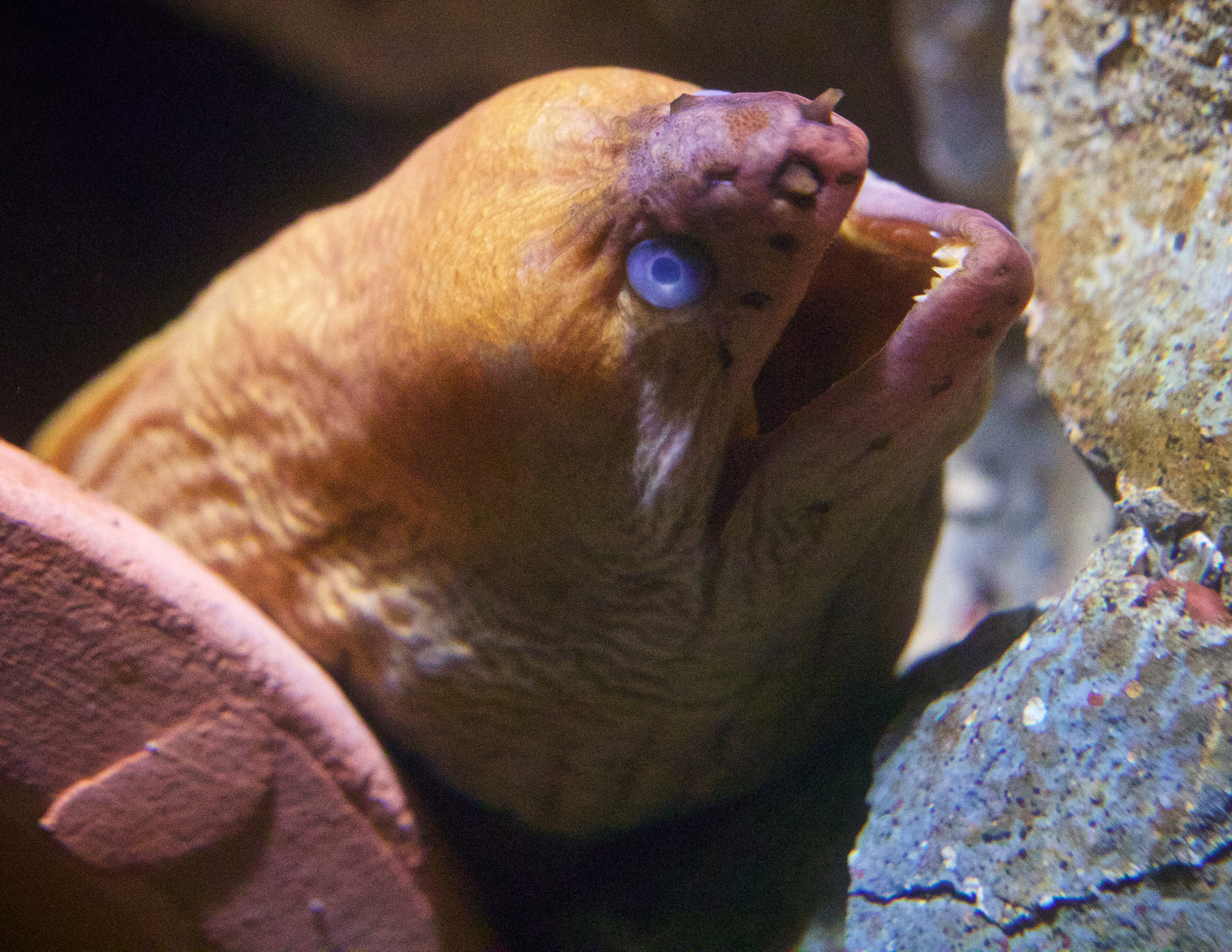 Sigma 18-35mm f/1.8 DC HSM sample photo. Moray eel photography