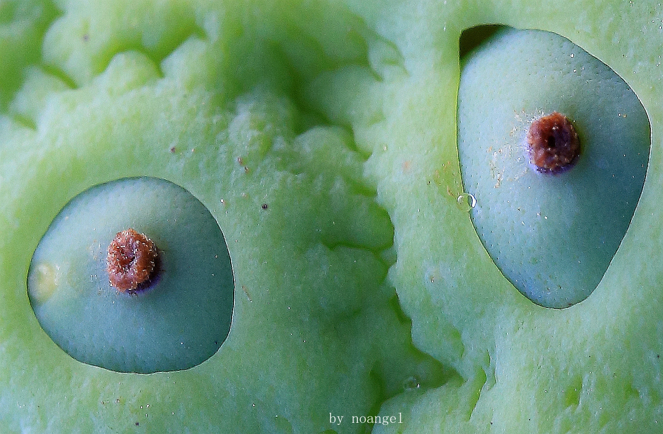 Canon EF 100mm F2.8L Macro IS USM sample photo. 藕遇 photography
