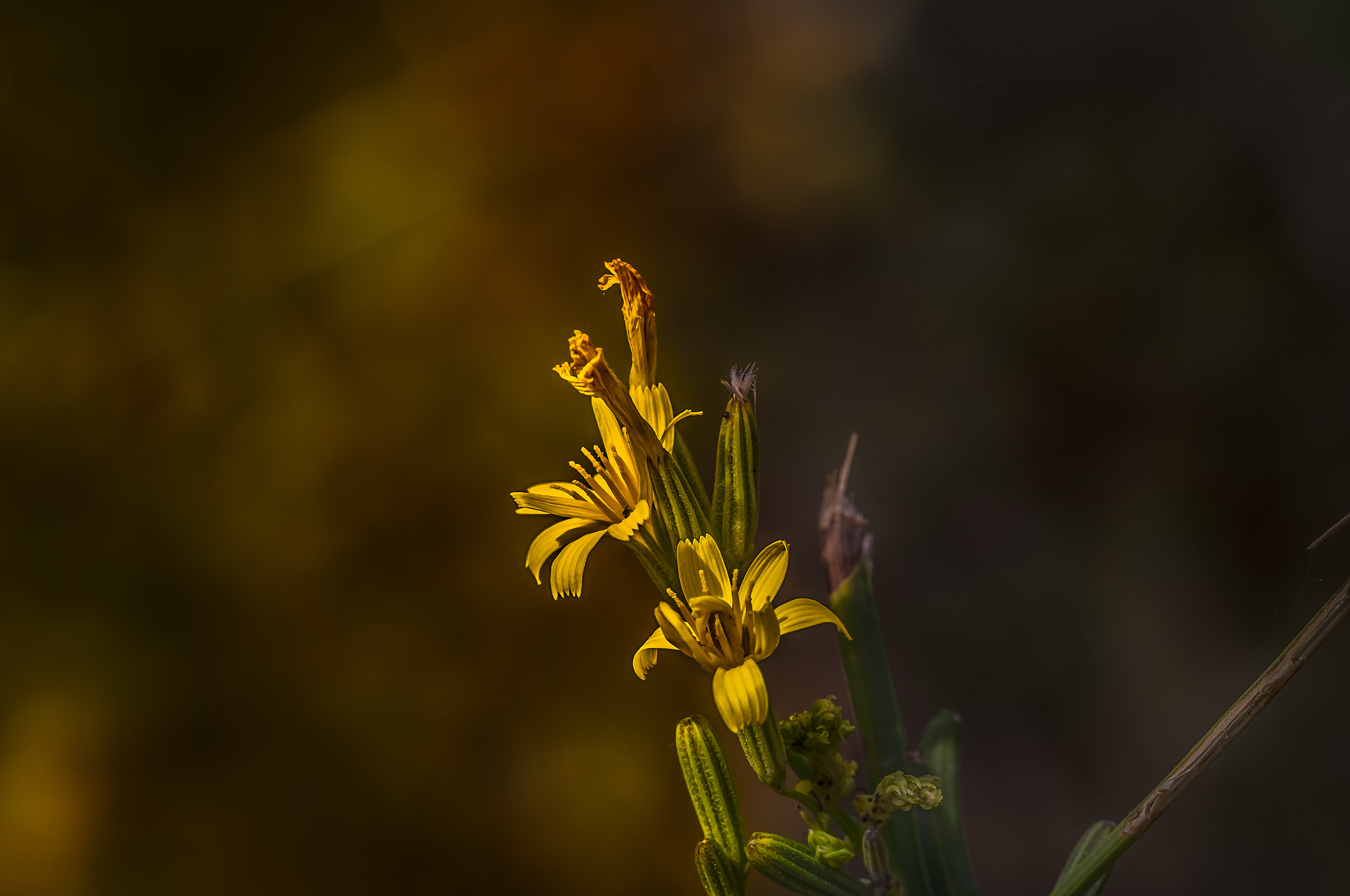 Sigma 105mm F2.8 EX DG OS HSM sample photo. Am006 photography