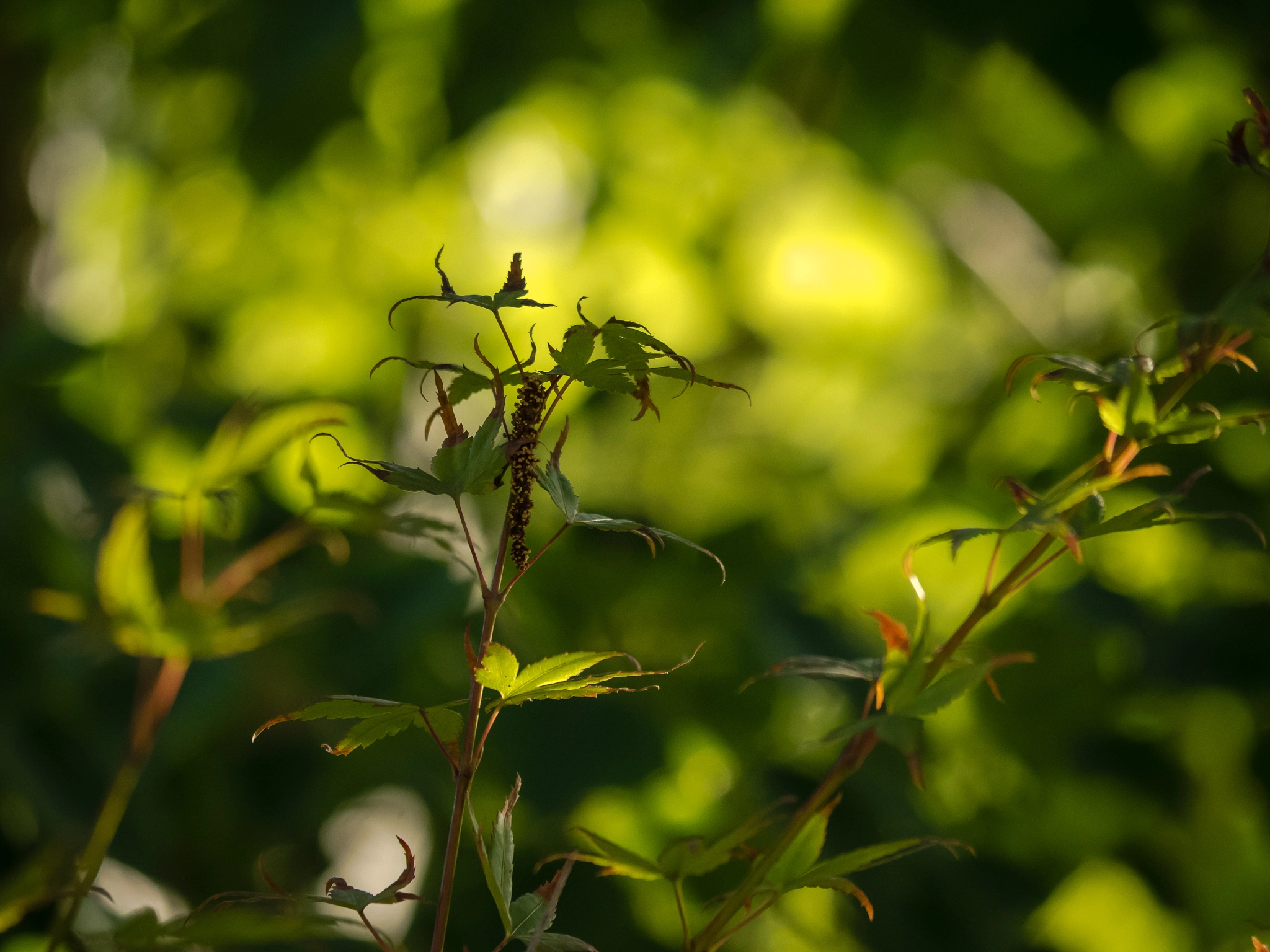 Olympus OM-D E-M1 sample photo. The last pod photography