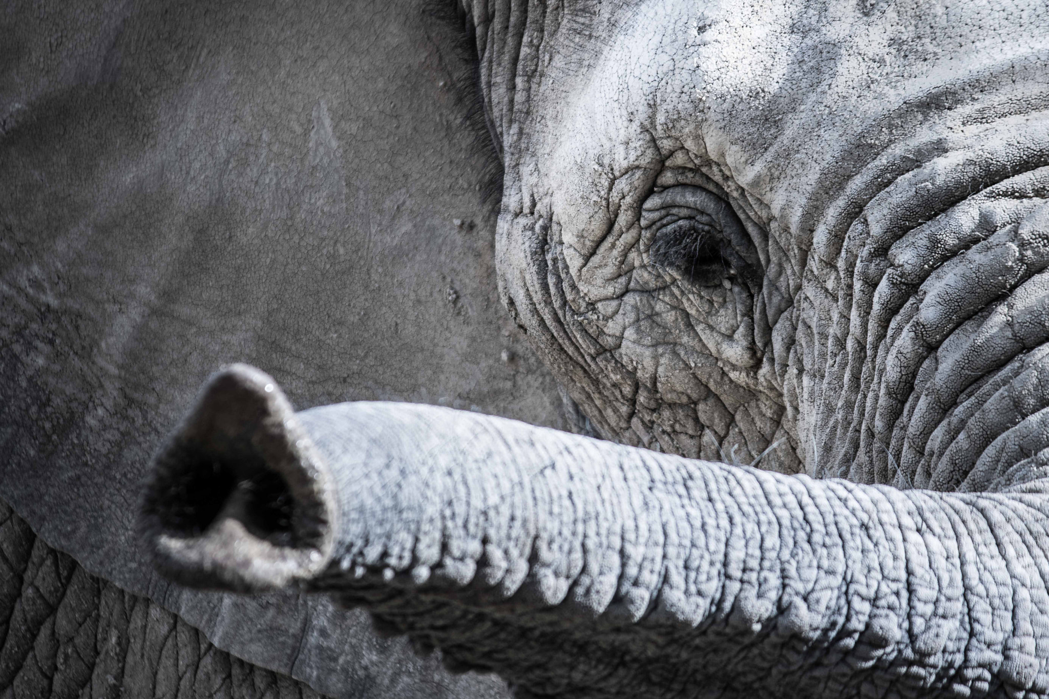 Canon EOS 760D (EOS Rebel T6s / EOS 8000D) sample photo. Elephant photography