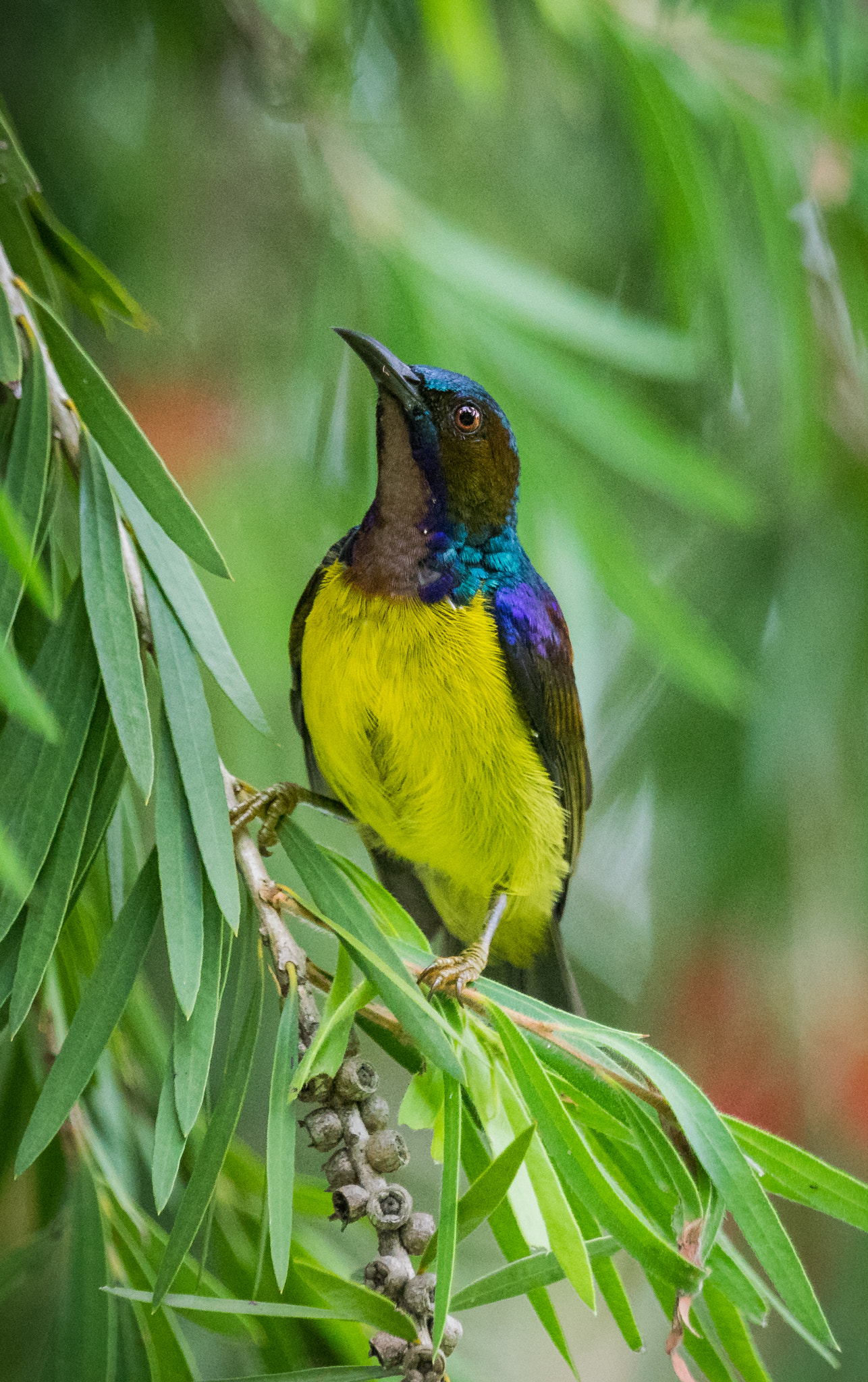Sony 70-400mm F4-5.6 G SSM II sample photo