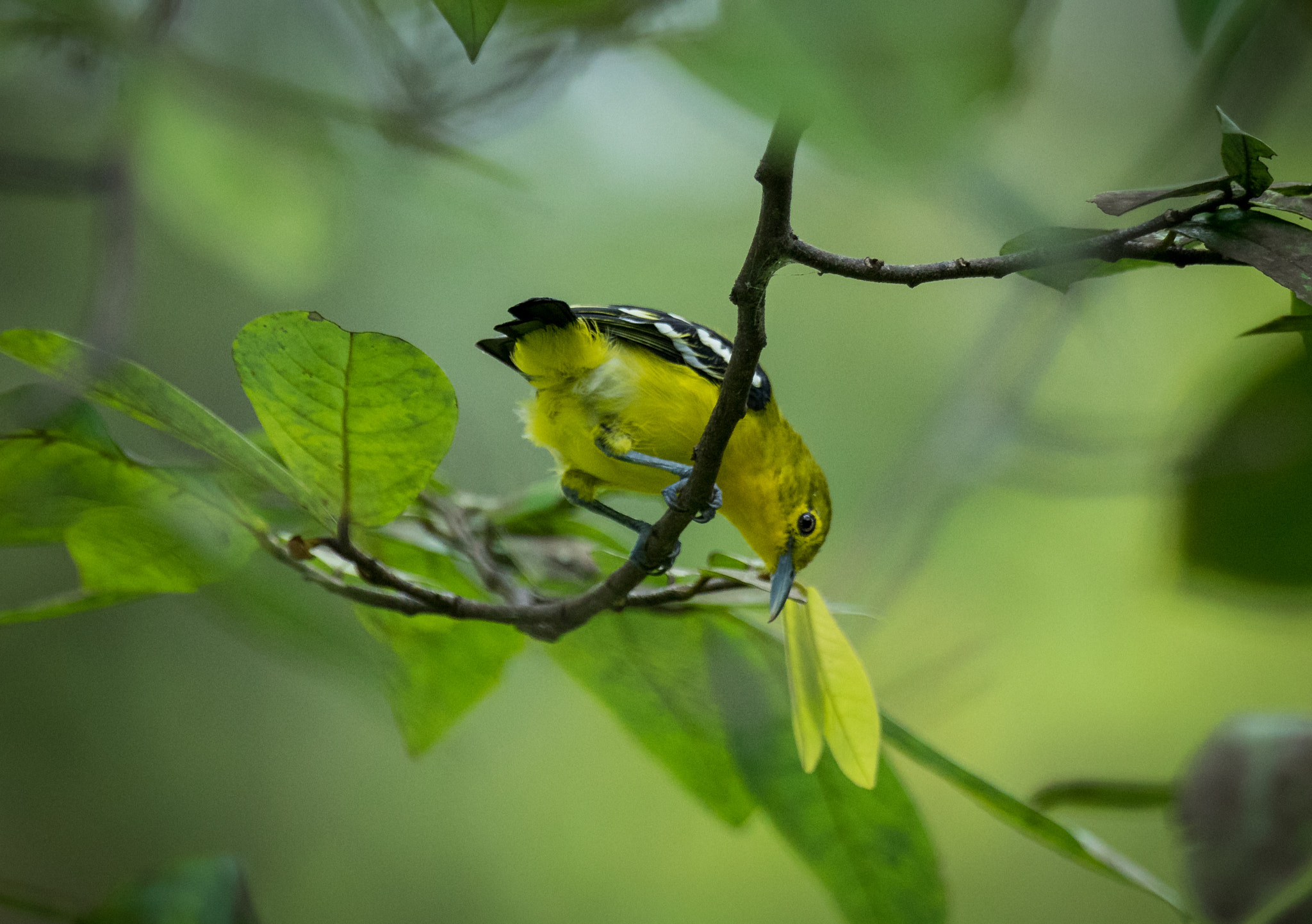 Sony 70-400mm F4-5.6 G SSM II sample photo