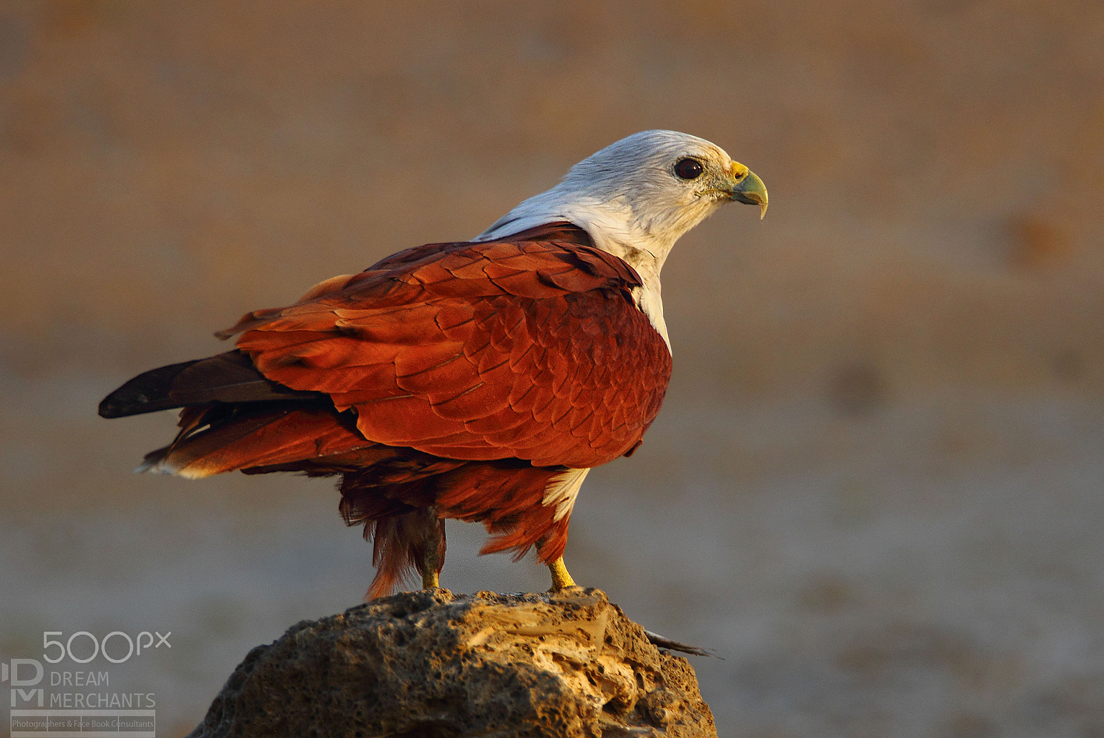 Tamron SP 150-600mm F5-6.3 Di VC USD sample photo. Brahmini kite in grace photography