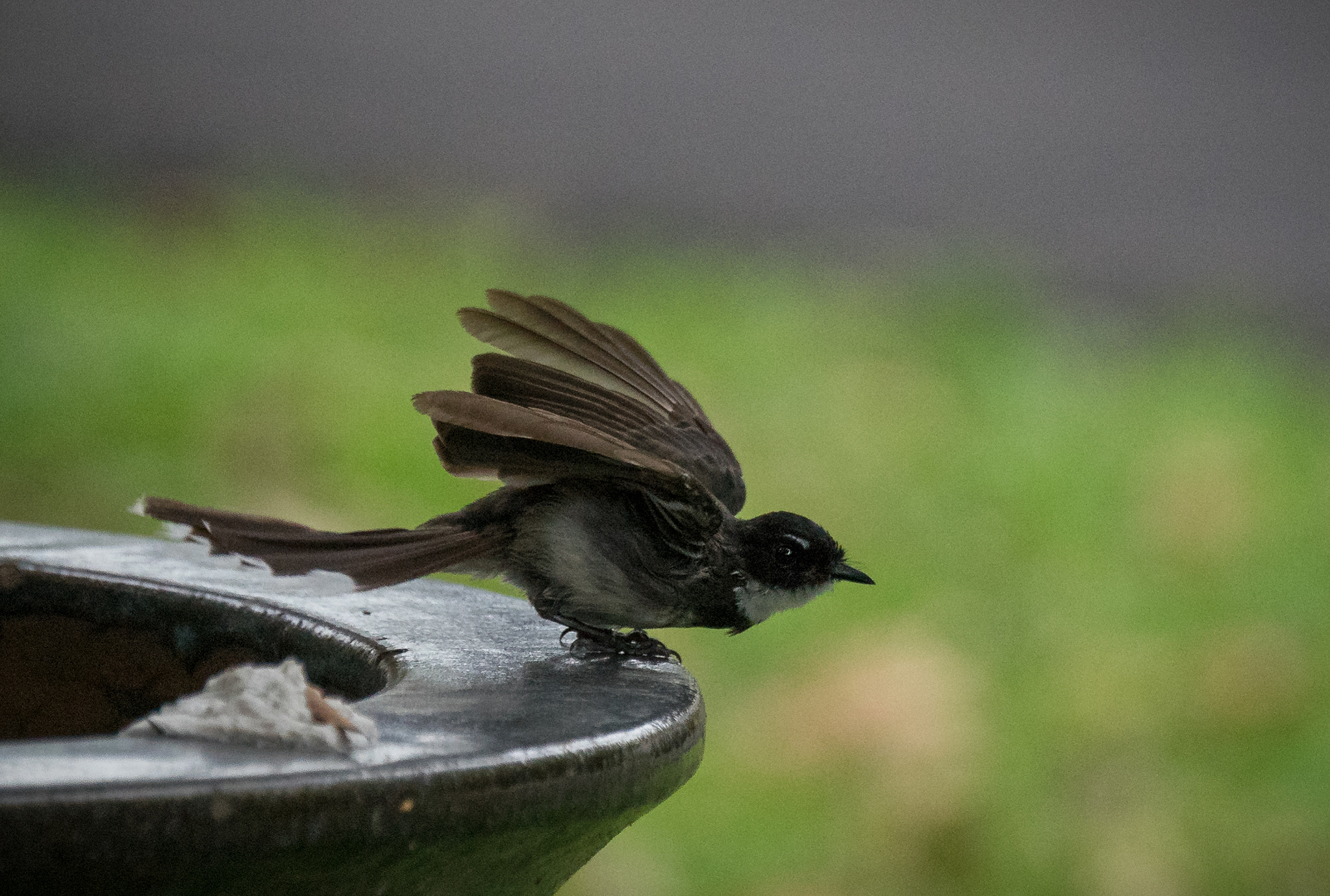 Sony 70-400mm F4-5.6 G SSM II sample photo