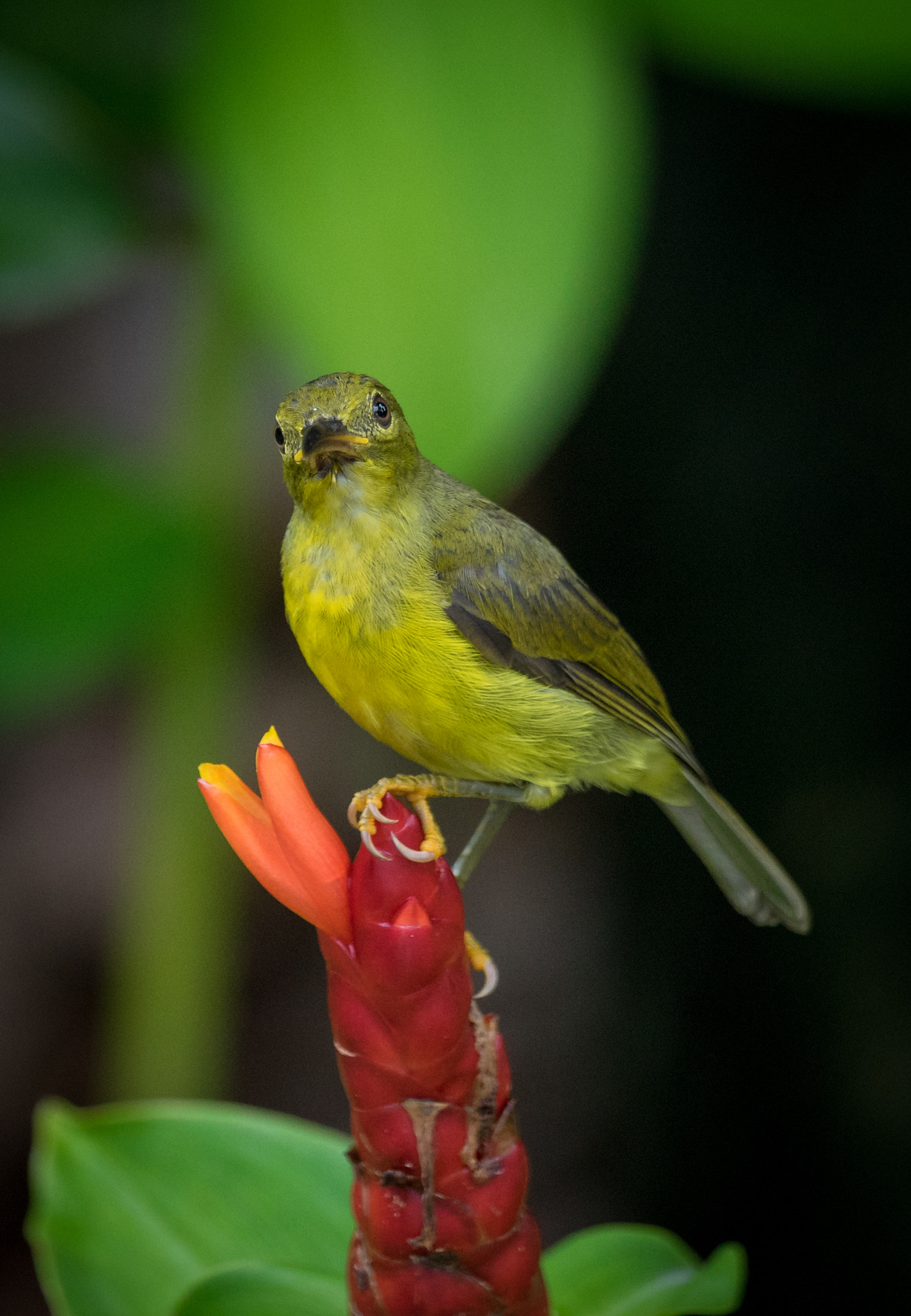 Sony 70-400mm F4-5.6 G SSM II sample photo