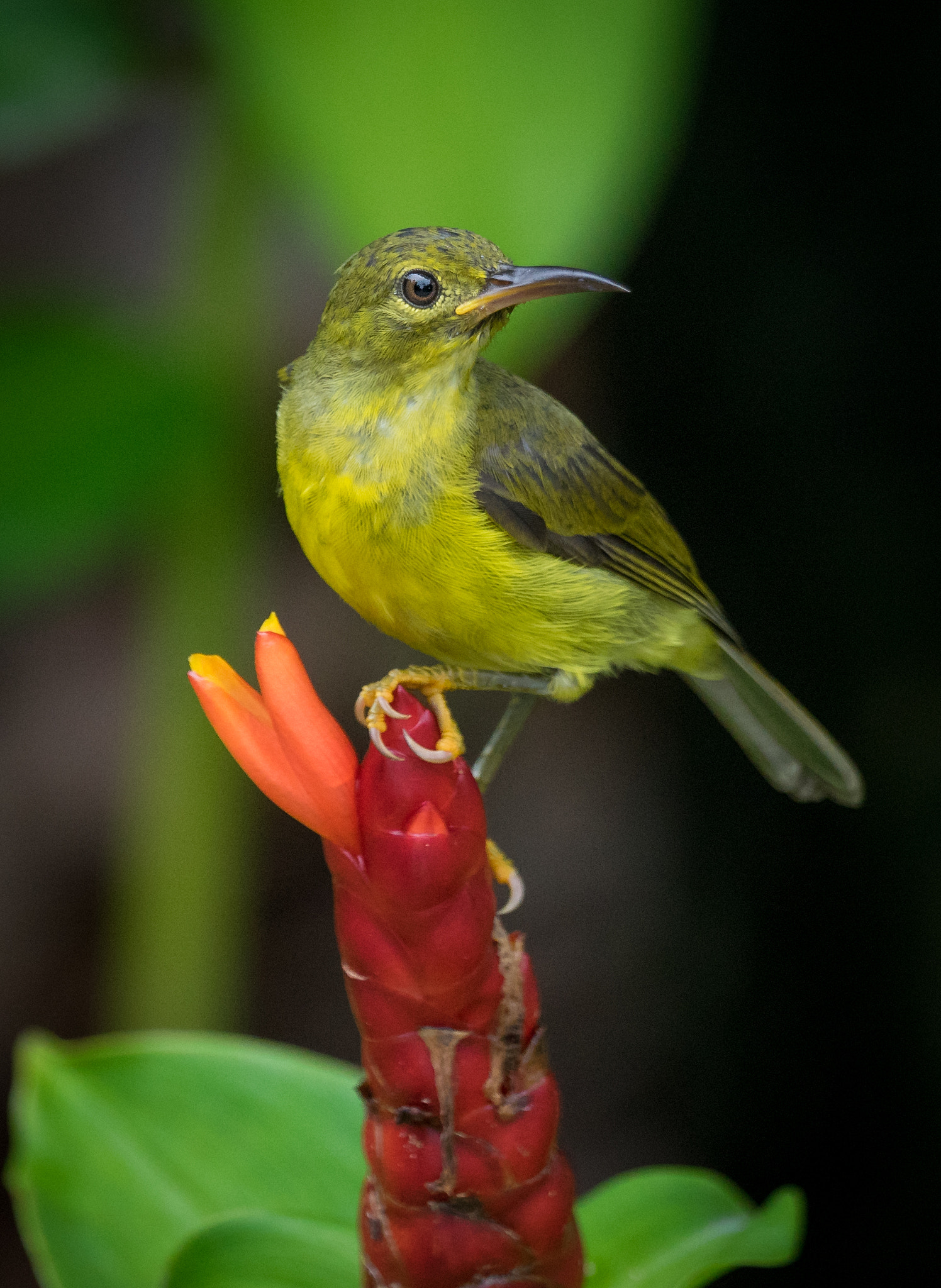 Sony 70-400mm F4-5.6 G SSM II sample photo