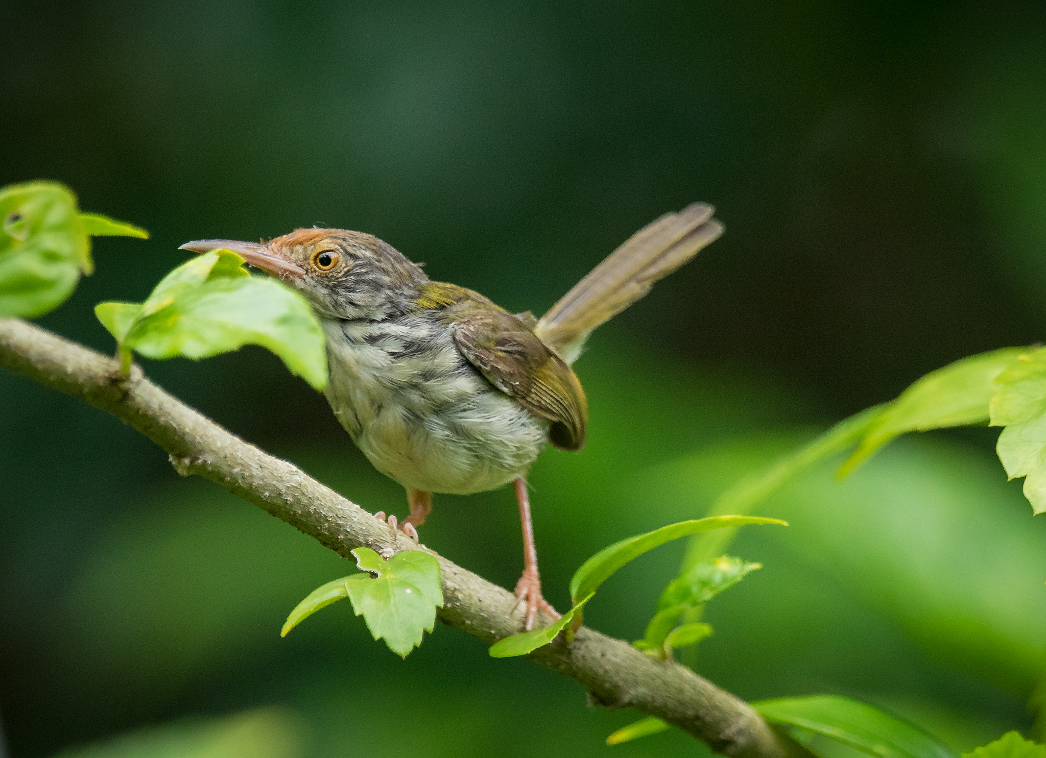 Sony 70-400mm F4-5.6 G SSM II sample photo
