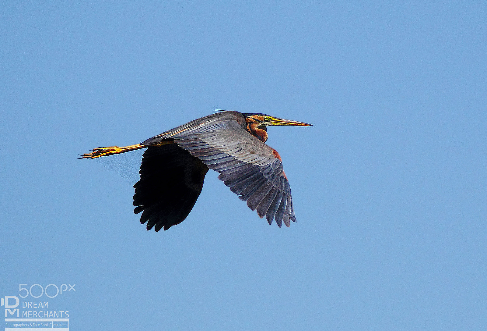 Tamron SP 150-600mm F5-6.3 Di VC USD sample photo. Purple heron in flight photography