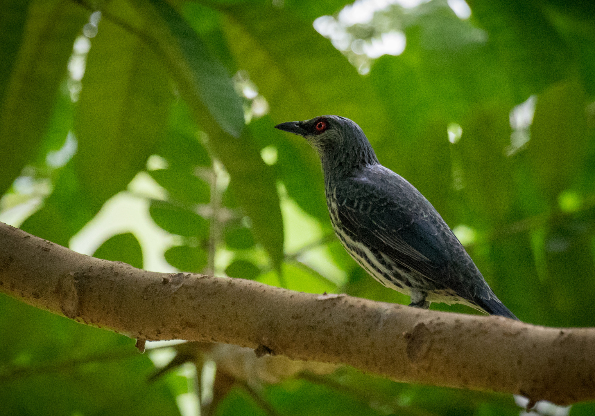 Sony 70-400mm F4-5.6 G SSM II sample photo