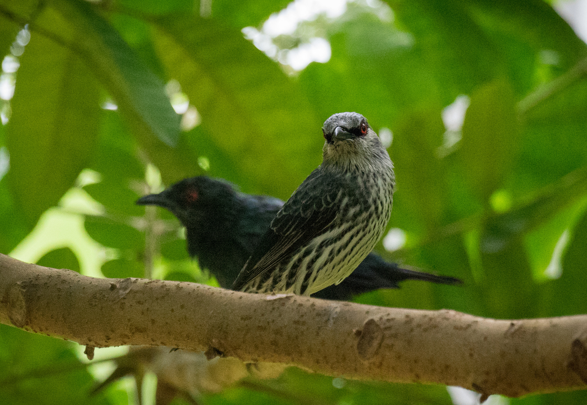 Sony 70-400mm F4-5.6 G SSM II sample photo
