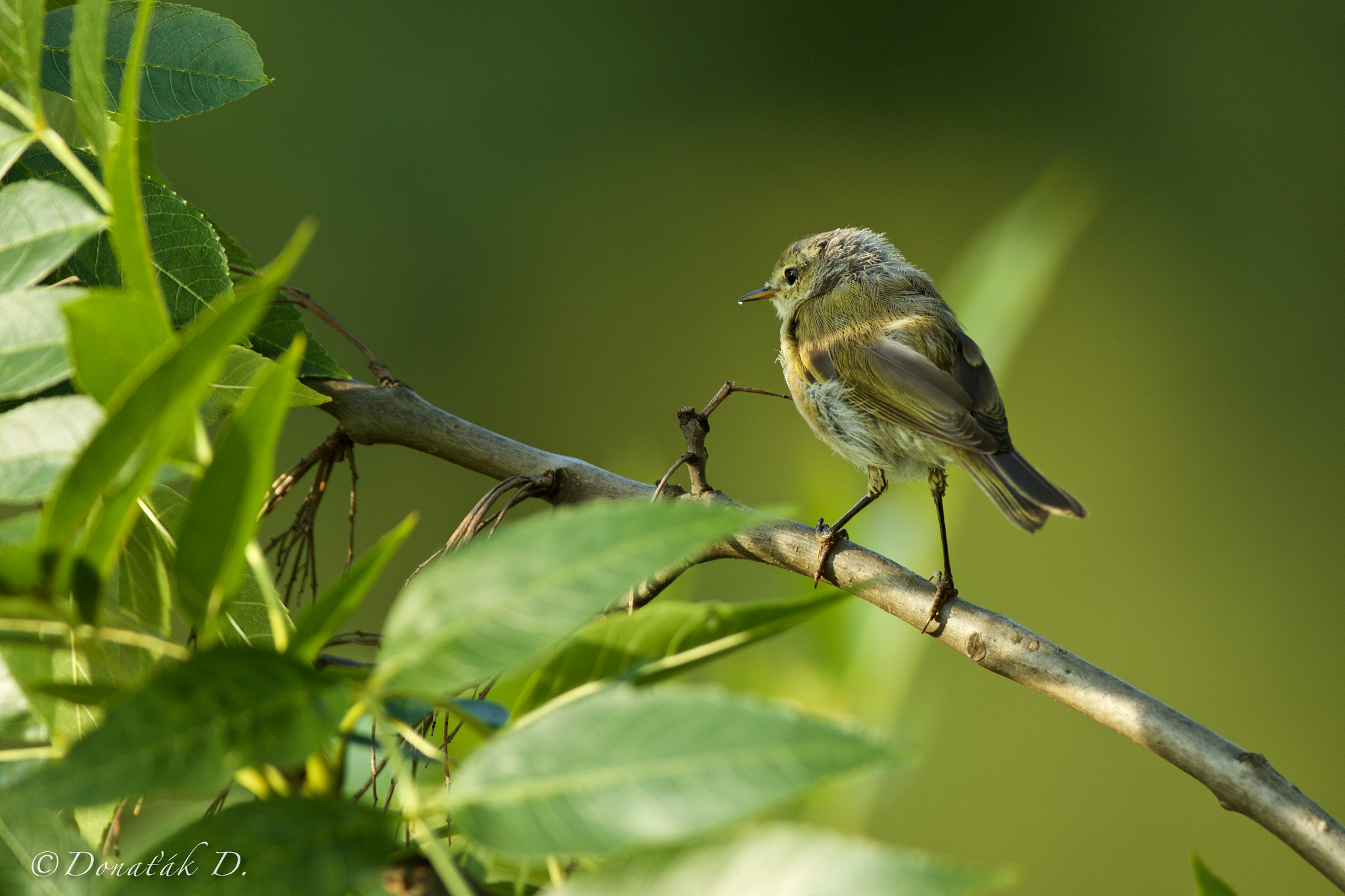 Canon EF 200-400mm F4L IS USM Extender 1.4x sample photo. Budníček menší (phylloscopus collybita) photography