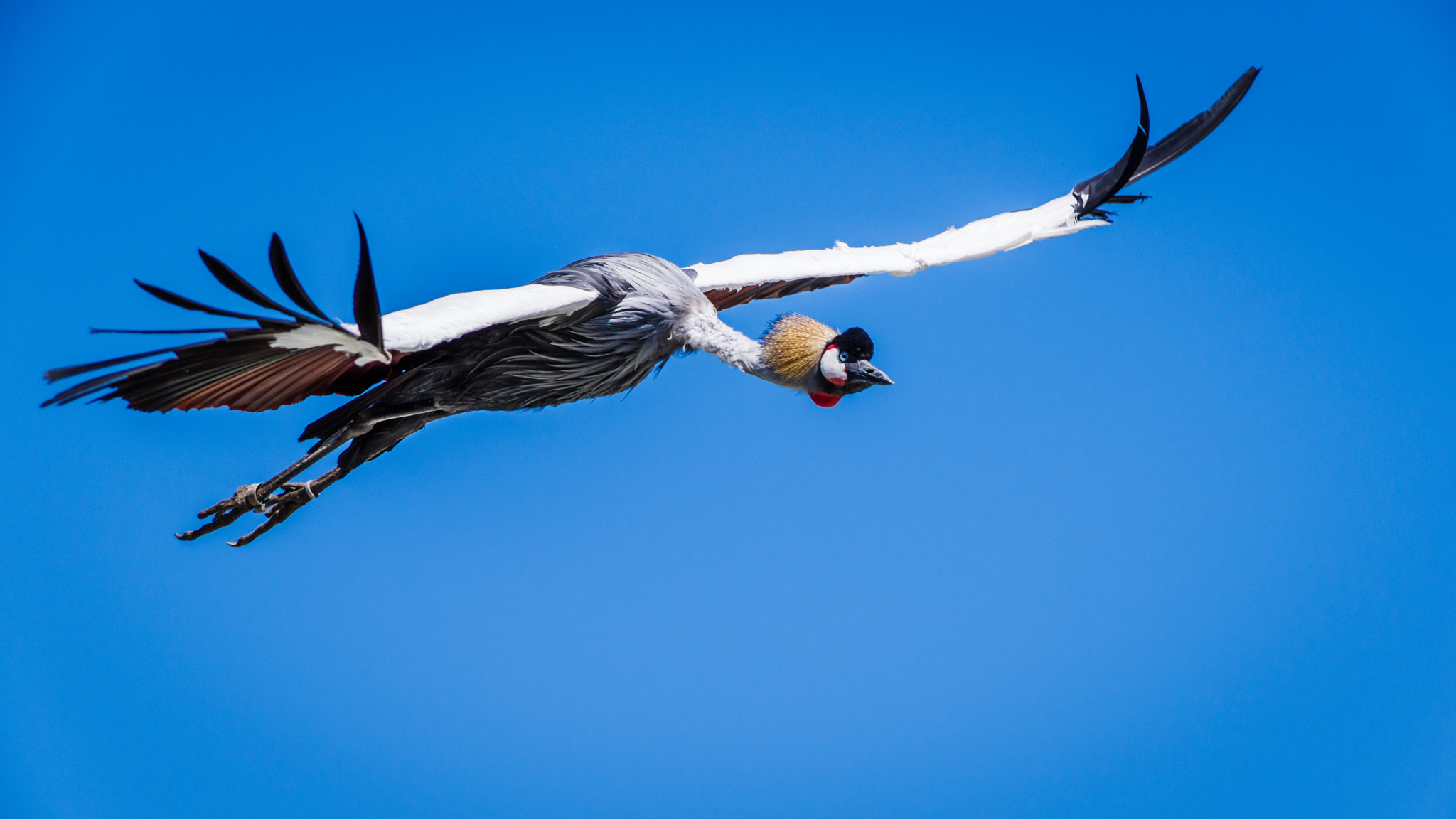 Pentax K-1 sample photo. Balearica regulorum in flight (grue royale) photography