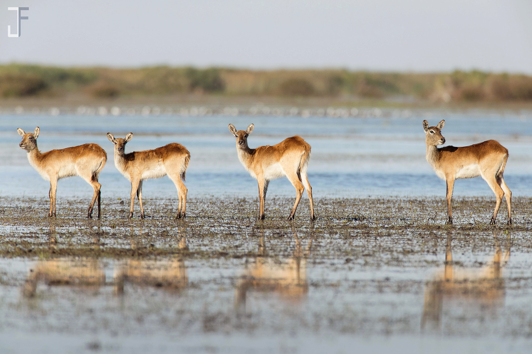 Canon EOS-1D X Mark II + Canon EF 600mm F4L IS USM sample photo. Kafue lechwe ii photography