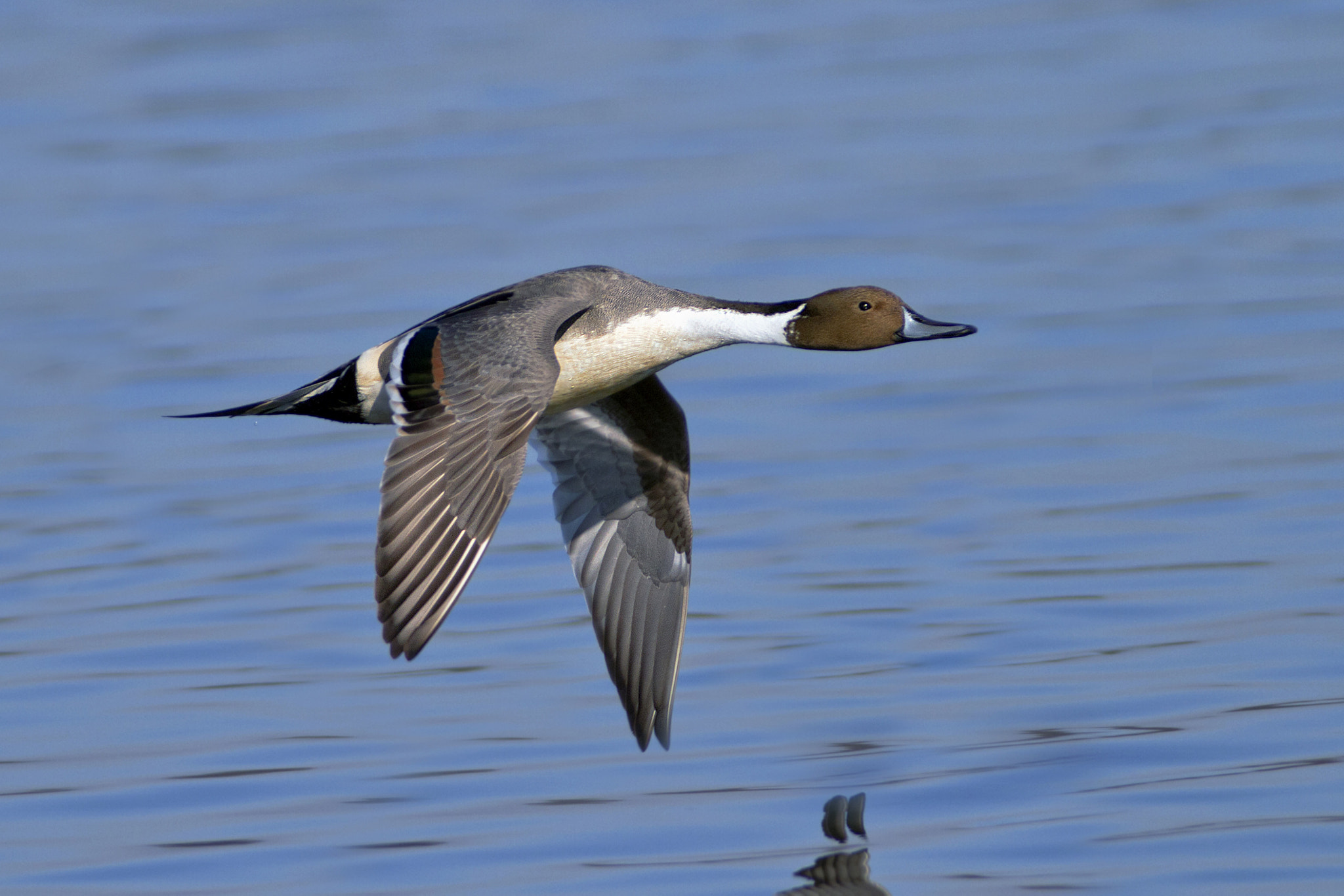 Canon EOS 7D + Canon EF 300mm f/2.8L + 2x sample photo. Codon photography