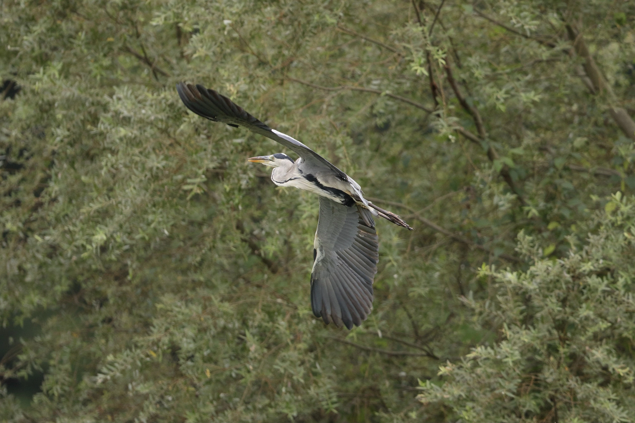 Canon EOS 7D Mark II sample photo. A gray heron photography