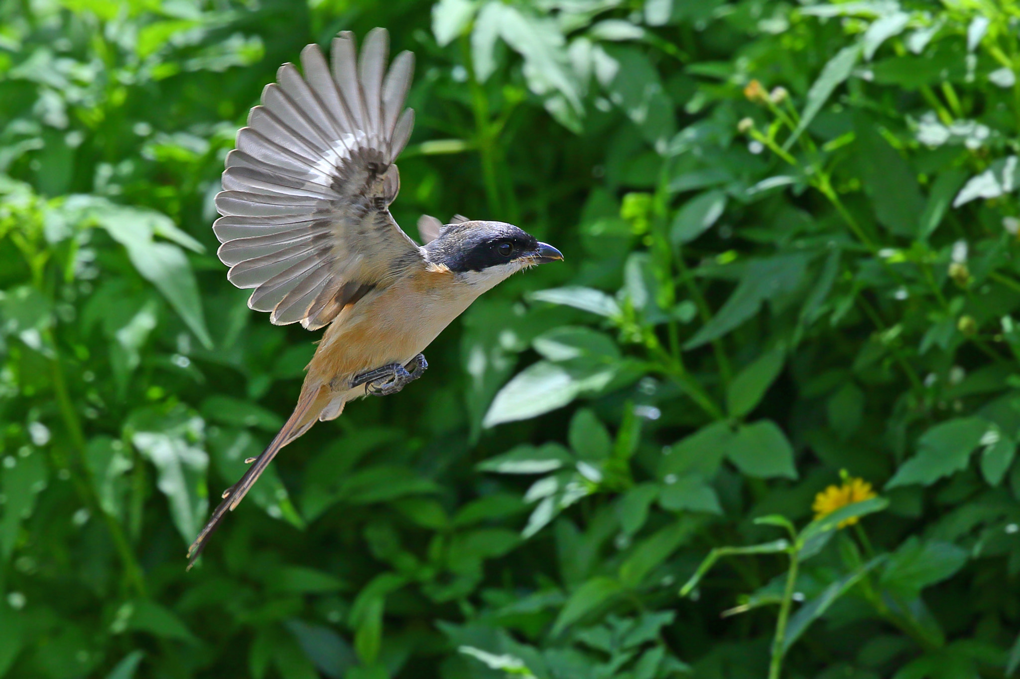 Canon EF 300mm F2.8L IS II USM sample photo. Shrike photography