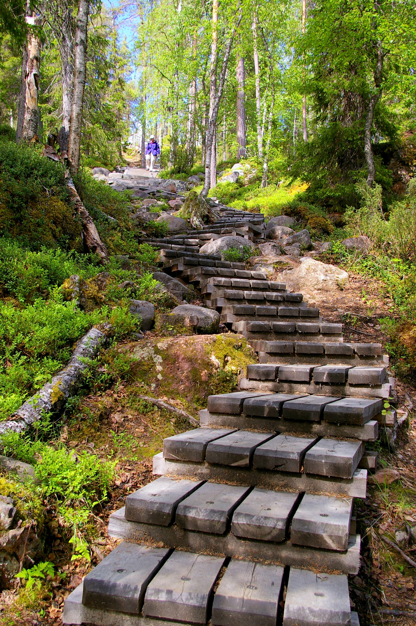 Pentax *ist DL sample photo. Hiking trail in juuma, oulanka np (finland) photography