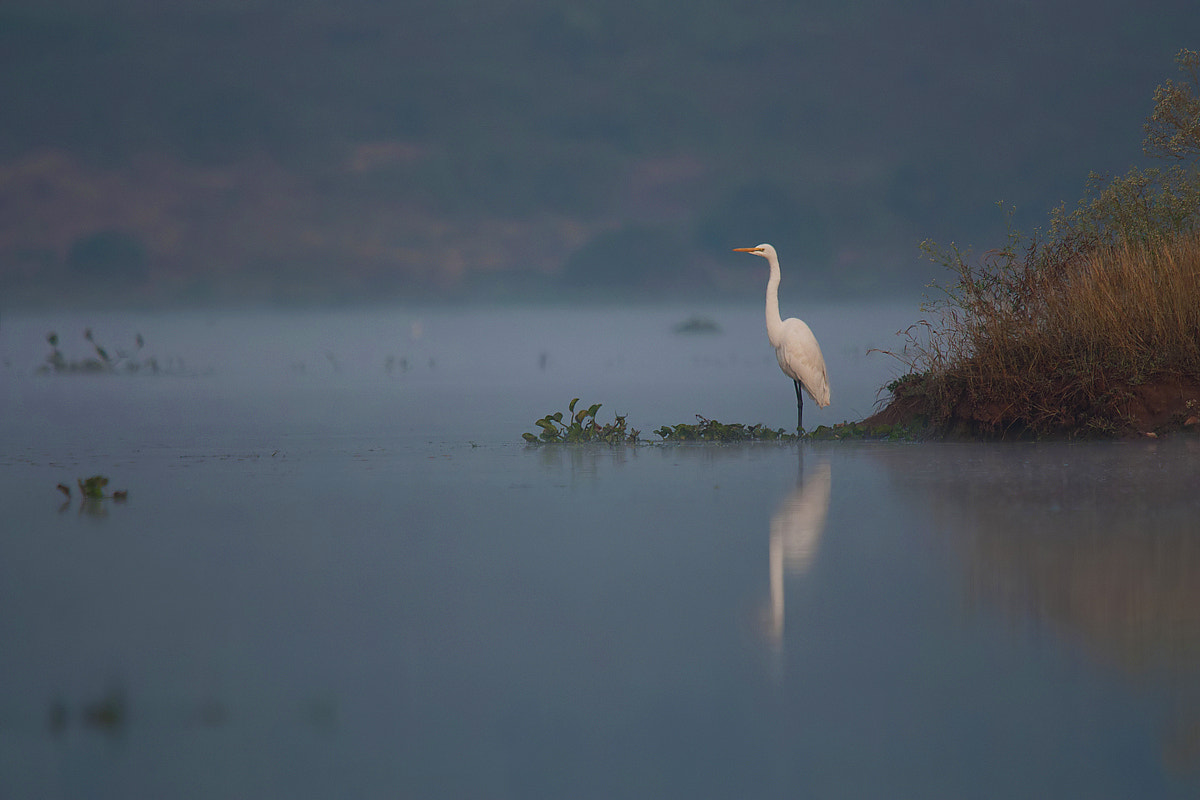 Sigma 150-500mm F5-6.3 DG OS HSM sample photo. Misty reflection photography