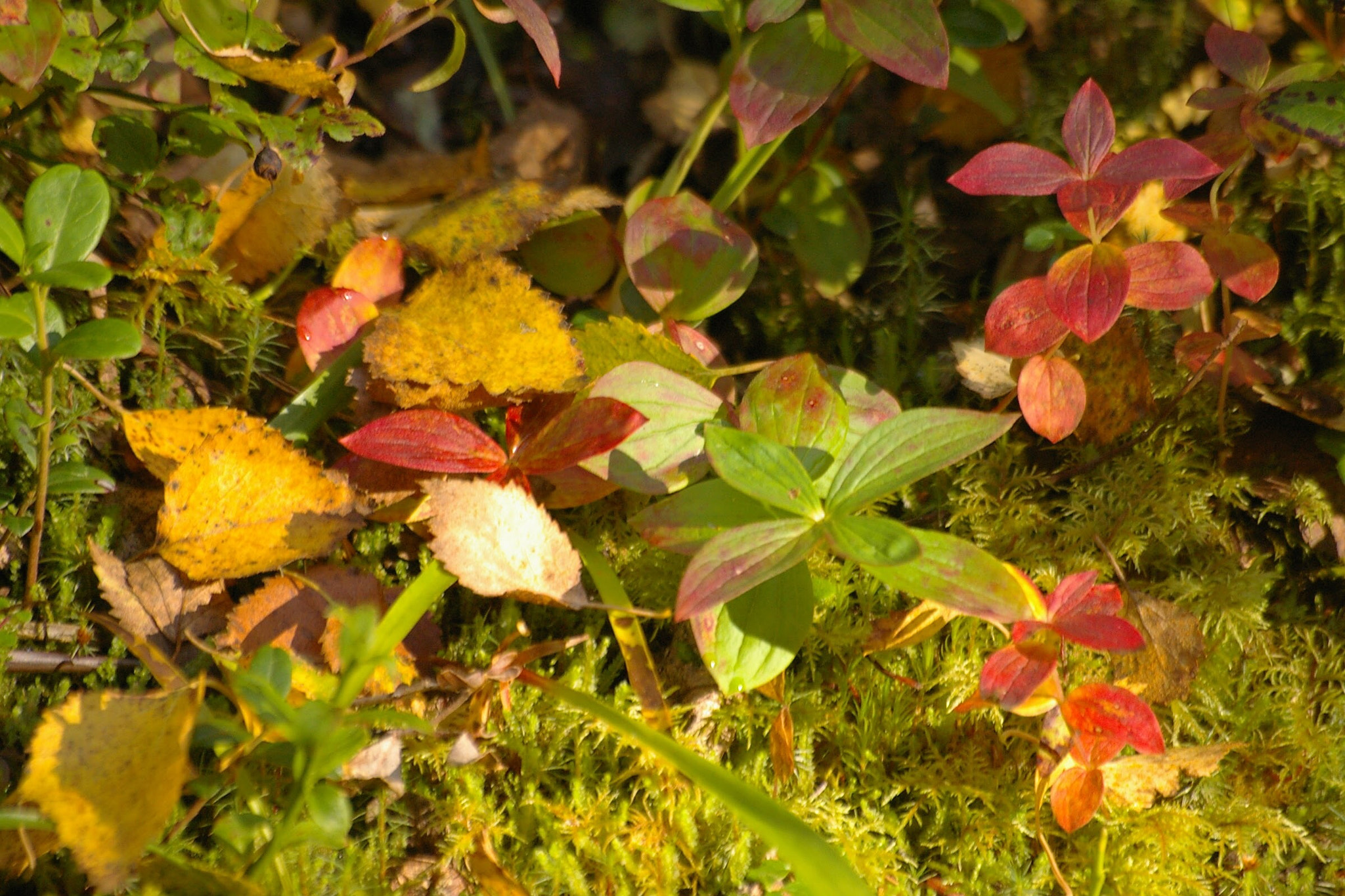 Pentax *ist DL sample photo. Fall colors (finland) photography