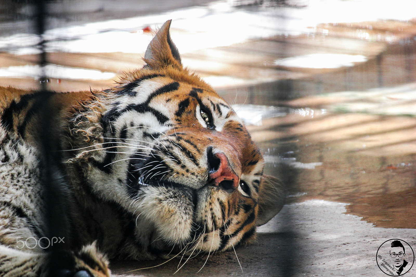 Canon EF-S 55-250mm F4-5.6 IS STM sample photo. Tiger sad look photography