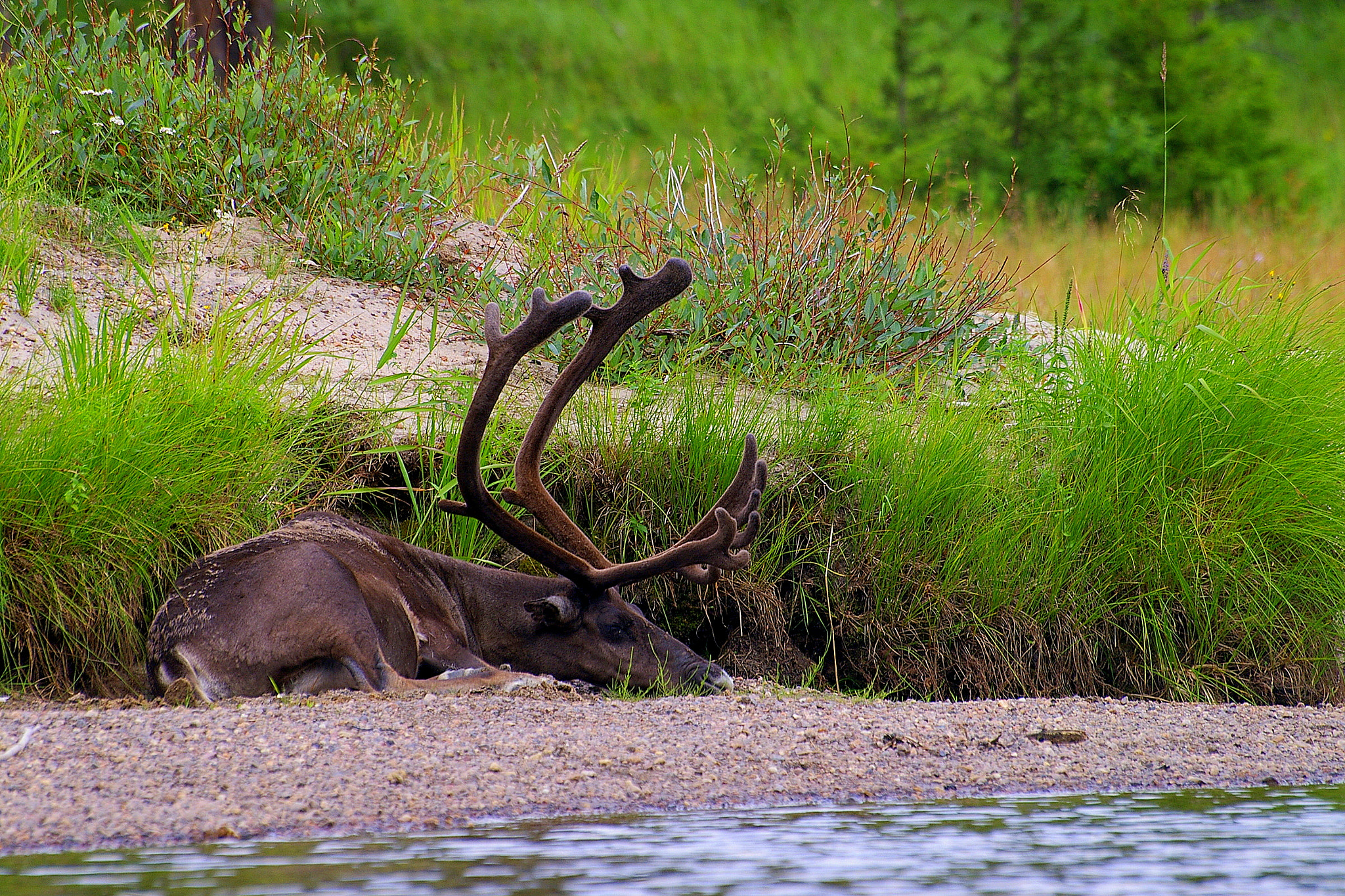 Pentax *ist DL sample photo. Reindeer resting on the beach of oulanka river photography
