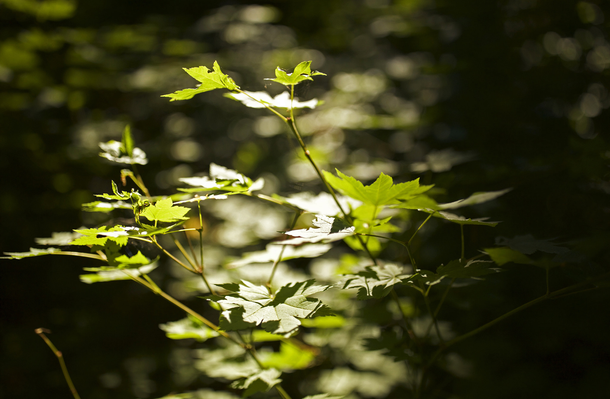 Canon EF 35mm F1.4L II USM sample photo