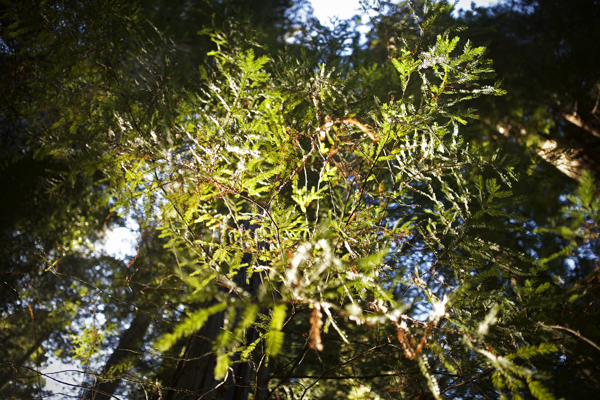 Canon EF 35mm F1.4L II USM sample photo