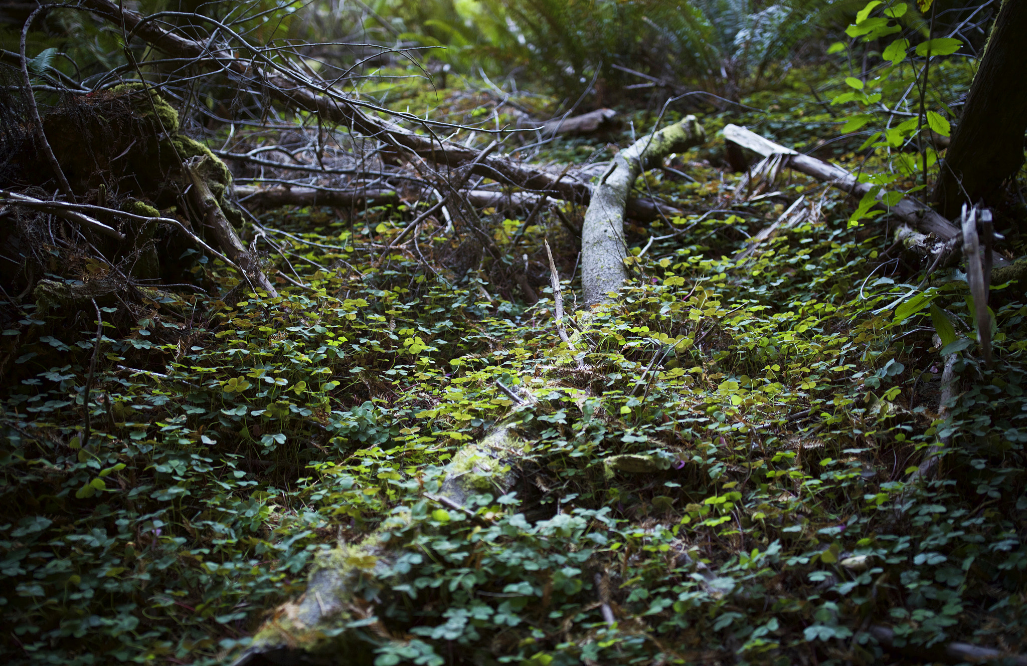 Canon EF 35mm F1.4L II USM sample photo