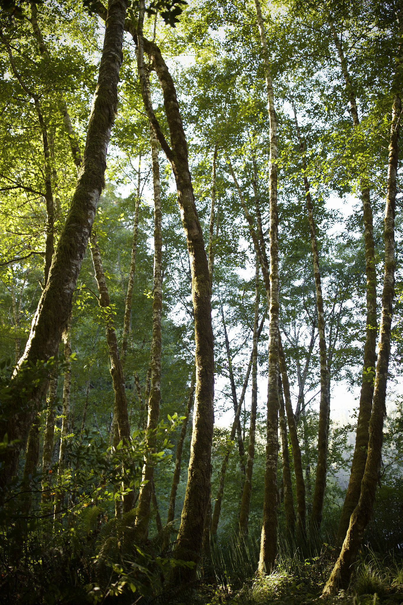 Canon EF 35mm F1.4L II USM sample photo