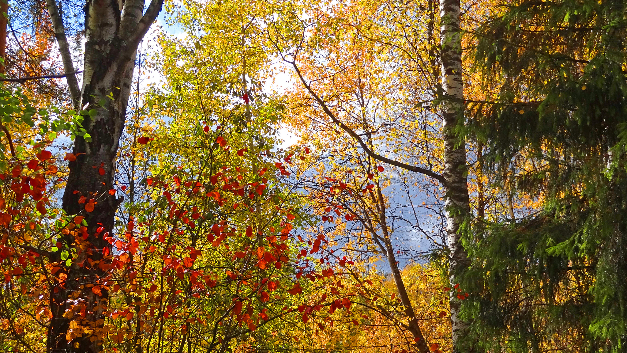 Sony Cyber-shot DSC-HX7V sample photo. Золотая осень gold   autumn photography