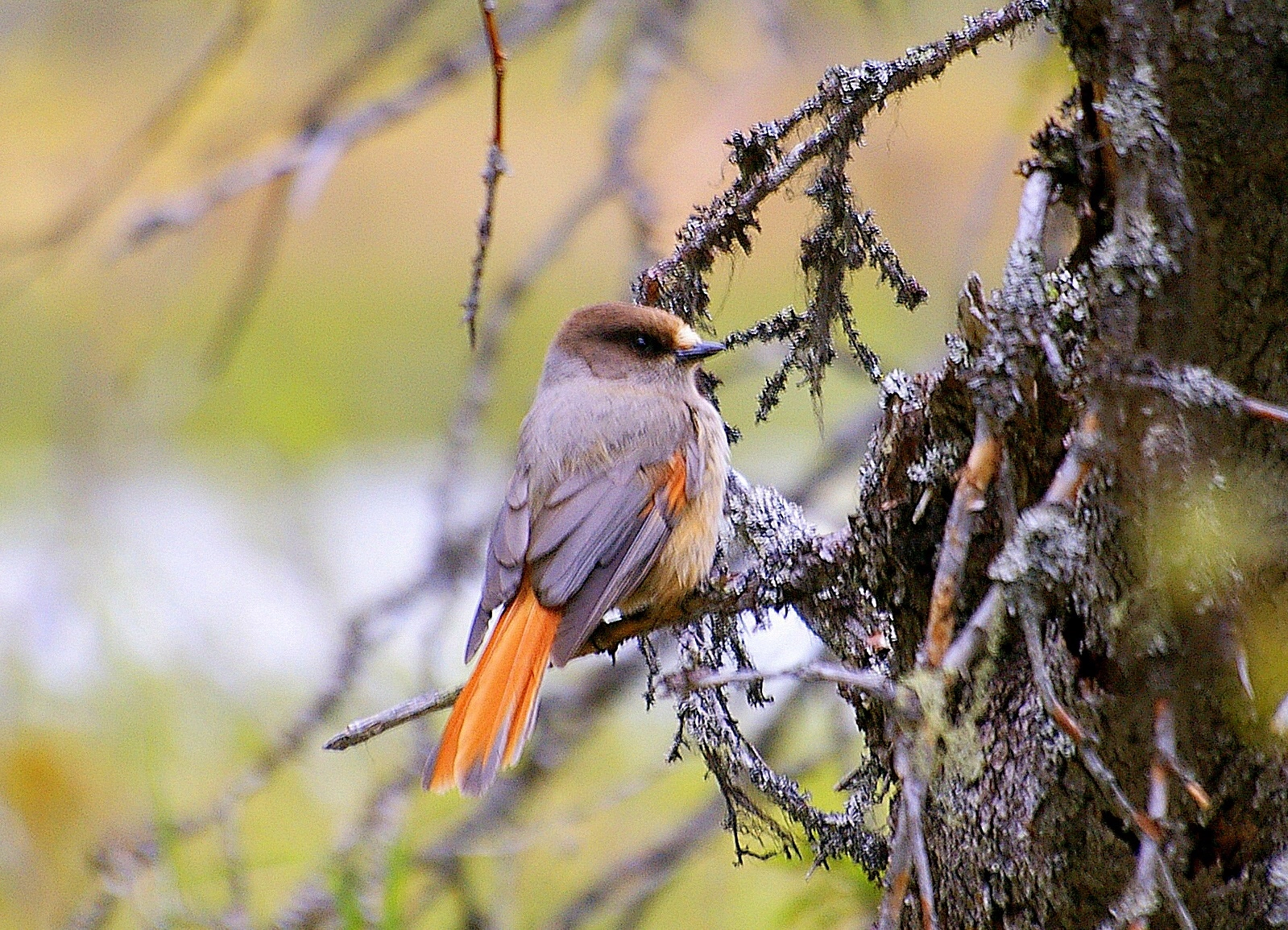 Pentax *ist DL sample photo. Siberian jay (kuusamo, finland) photography