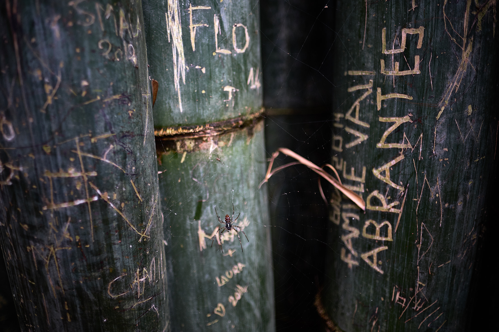 Fujifilm X-E1 + Fujifilm XF 16mm F1.4 R WR sample photo. Spider and engraving bamboos photography