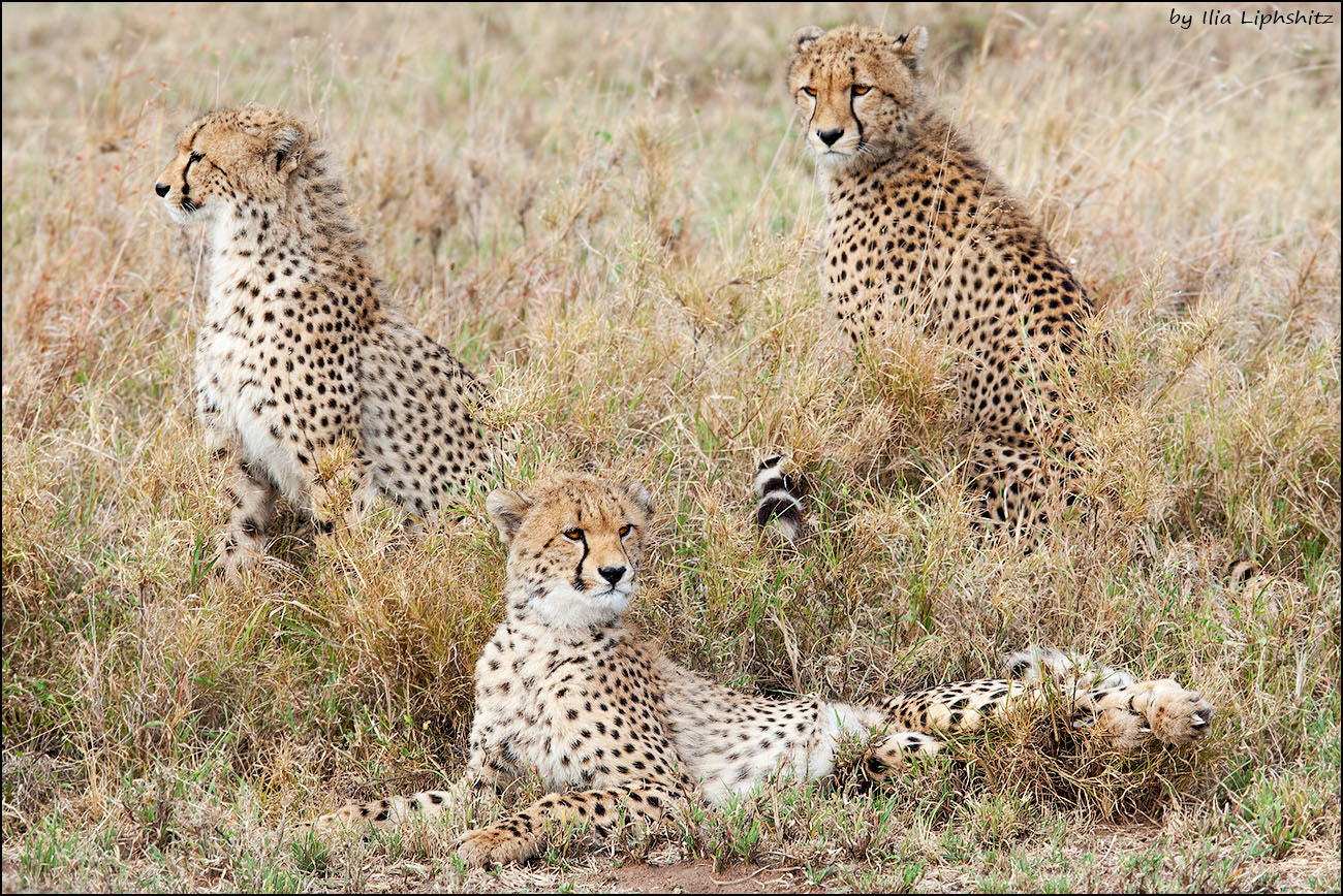 Canon EOS-1D Mark III + Canon EF 300mm F2.8L IS USM sample photo. Cheetahs of serengeti №31 photography
