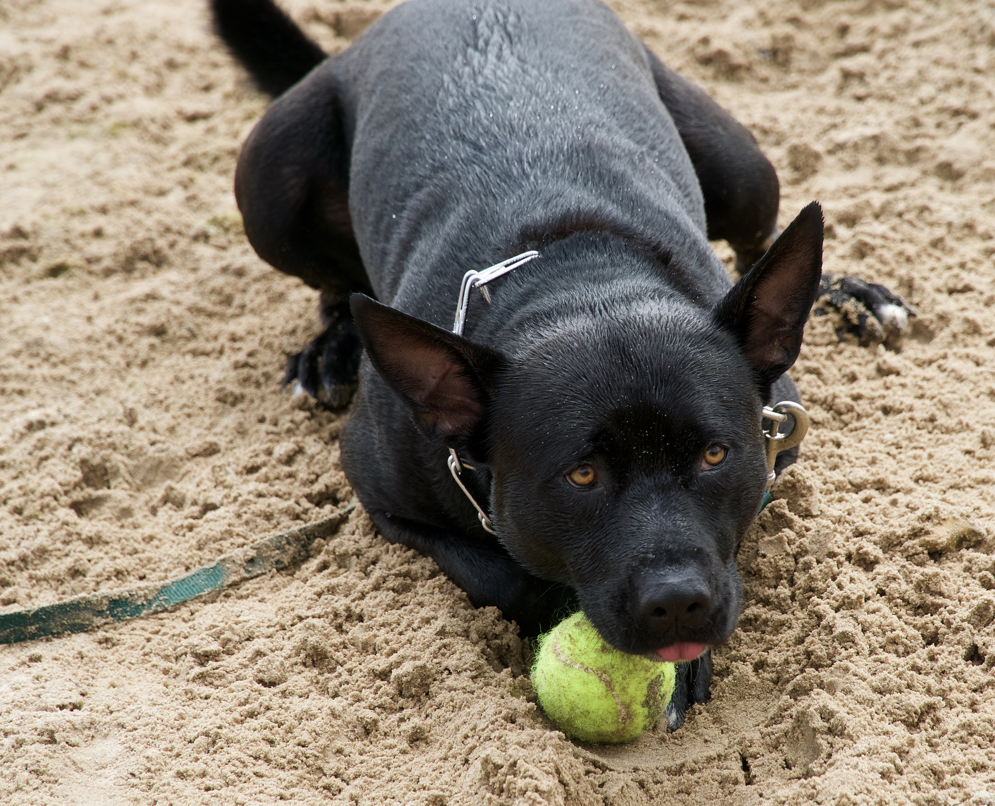 Sony a6300 + Sony E PZ 18-105mm F4 G OSS sample photo. Husky /pit/lab mix by the name of jt. photography