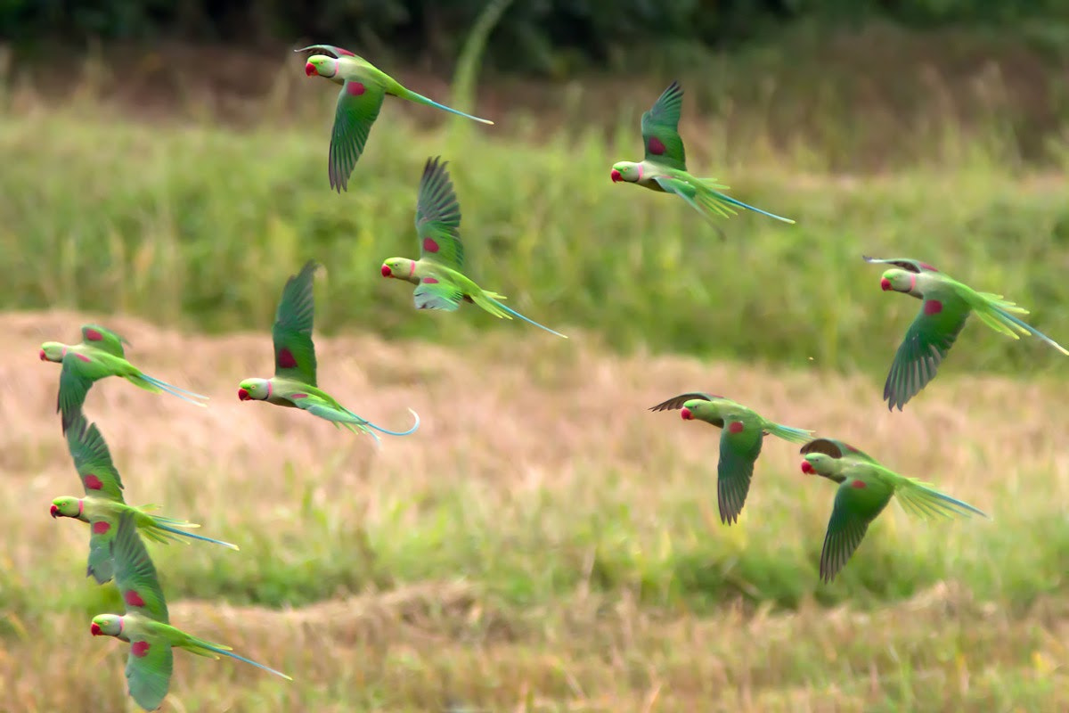 Canon EOS 7D + Canon EF 300mm F4L IS USM sample photo. Alexandrine parakeets on a paddy field photography