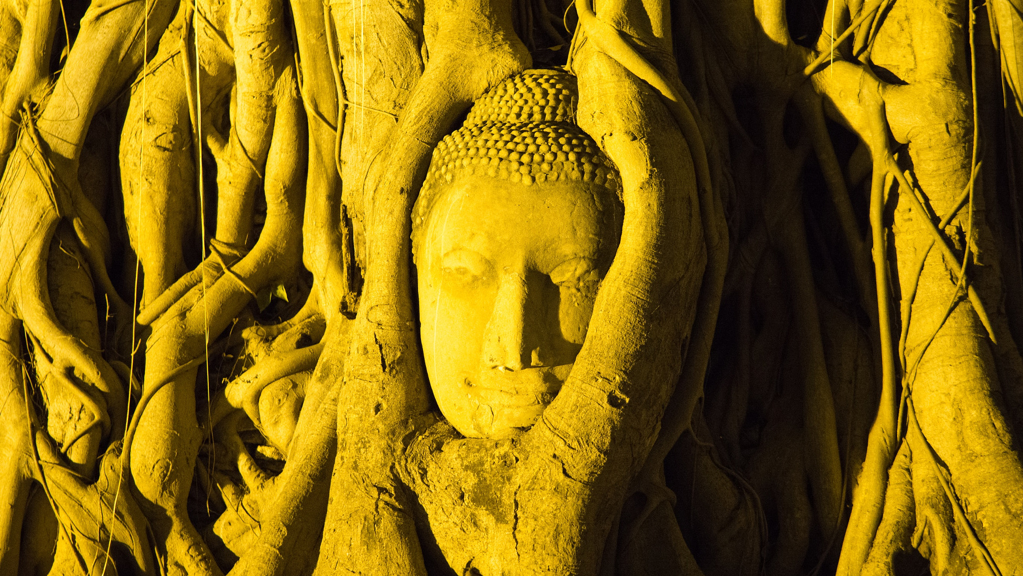 Sony a5100 + Sony Distagon T* FE 35mm F1.4 ZA sample photo. Head of buddha statue in the tree roots at wat mah ... photography