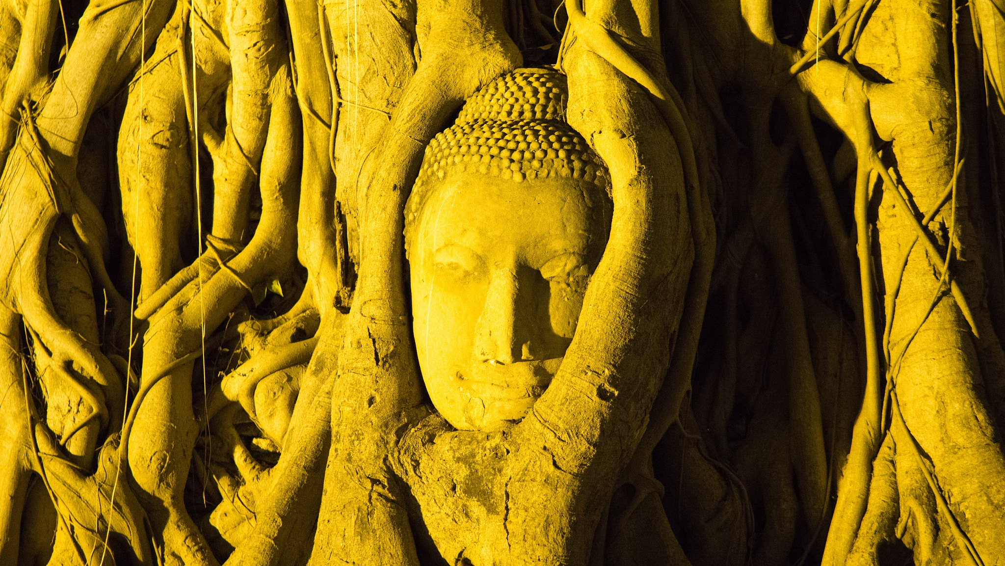 Sony a5100 + Sony Distagon T* FE 35mm F1.4 ZA sample photo. Head of buddha statue in the tree roots at wat mah ... photography
