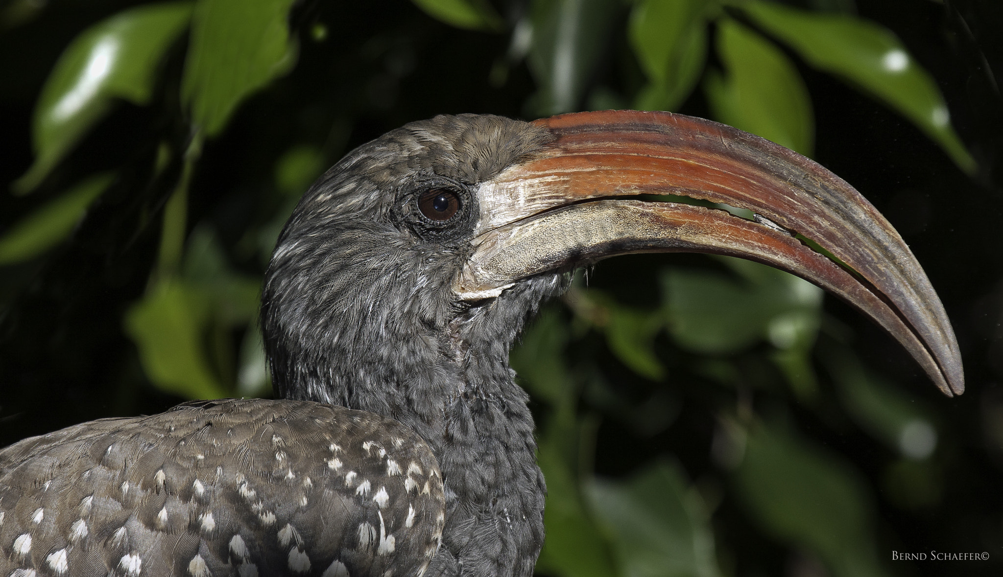Canon EOS 40D + Canon EF 100-400mm F4.5-5.6L IS USM sample photo. Monteiro's hornbill photography