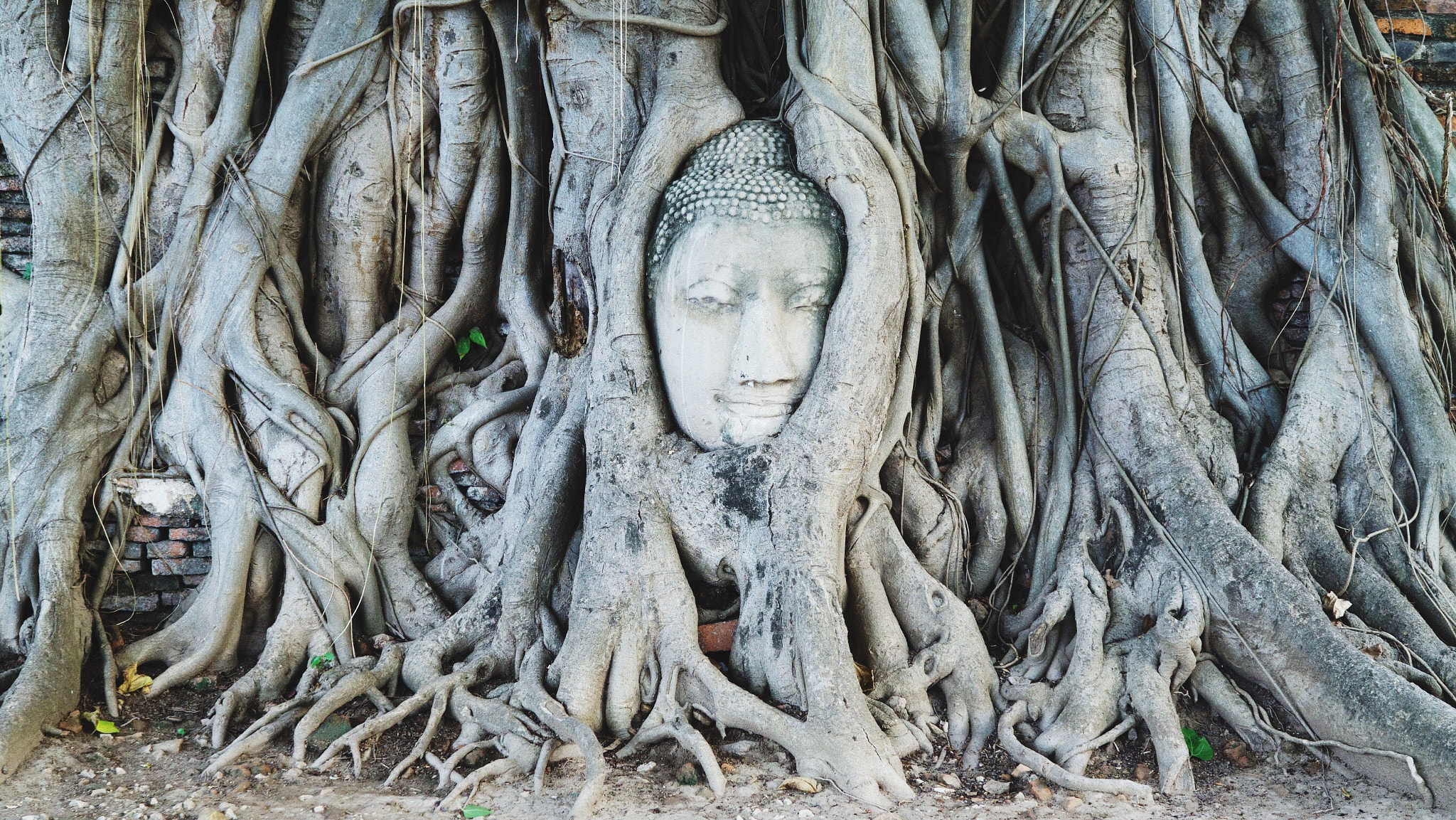 Sony a5100 + Sony Distagon T* FE 35mm F1.4 ZA sample photo. Head of buddha statue in the tree roots at wat mah ... photography