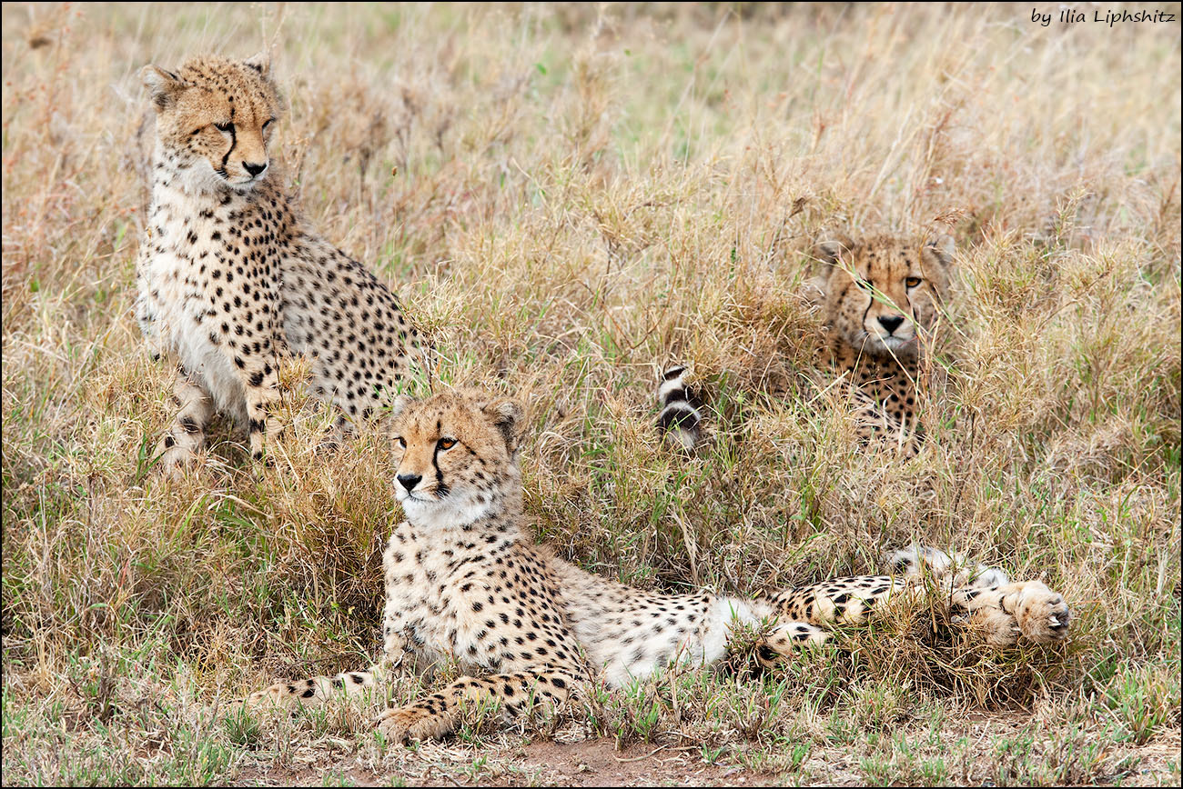 Canon EOS-1D Mark III + Canon EF 300mm F2.8L IS USM sample photo. Cheetahs of serengeti №32 photography