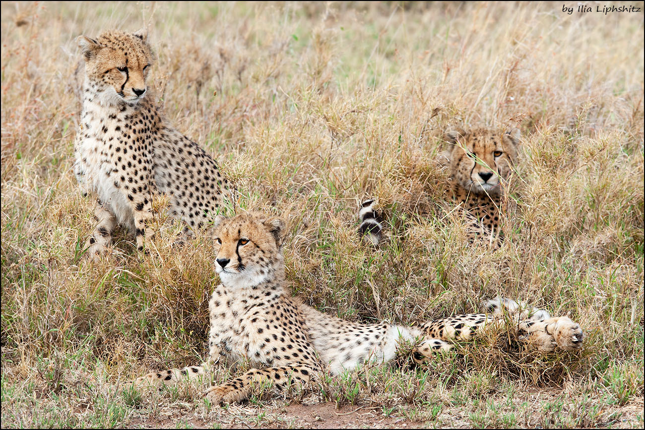 Canon EF 300mm F2.8L IS USM sample photo. Cheetahs of serengeti №32 photography
