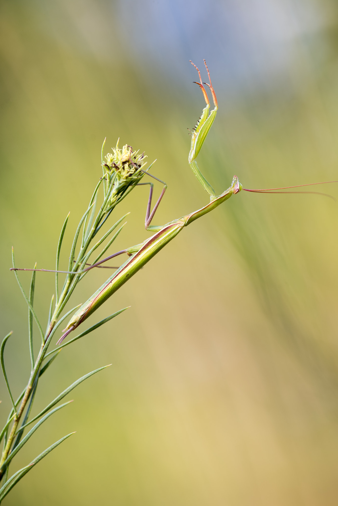 TAMRON SP 180mm F3.5 Di MACRO 1:1 B01N sample photo. Mantide photography