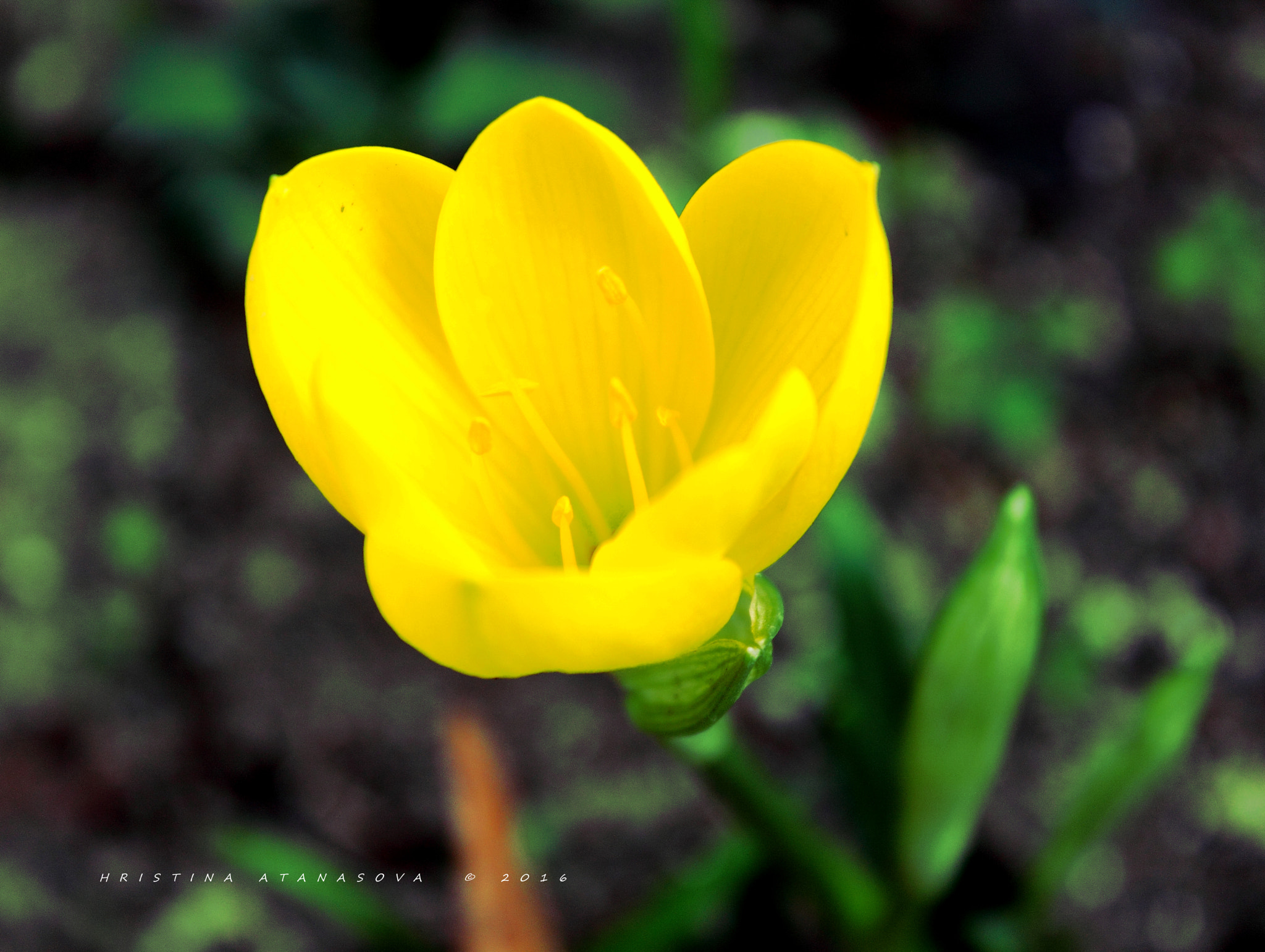 Canon EF-S 18-55mm F3.5-5.6 IS sample photo. Early morning... photography