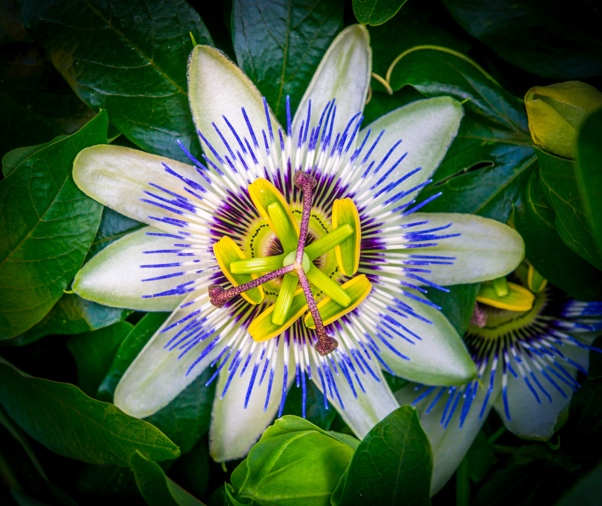 24-70mm F2.8 sample photo. Passionsblume photography