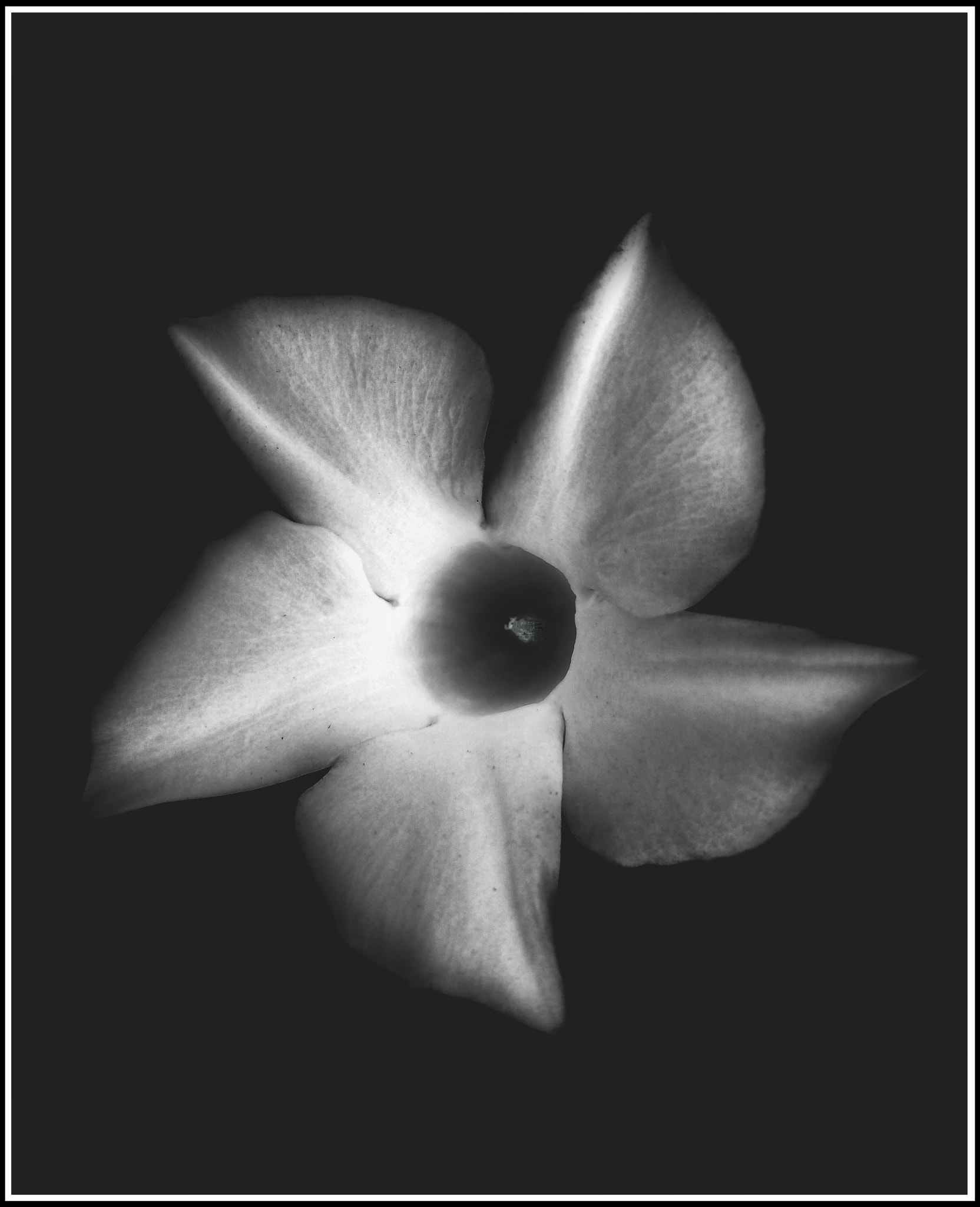 bq Aquaris E5 HD sample photo. Flower photography