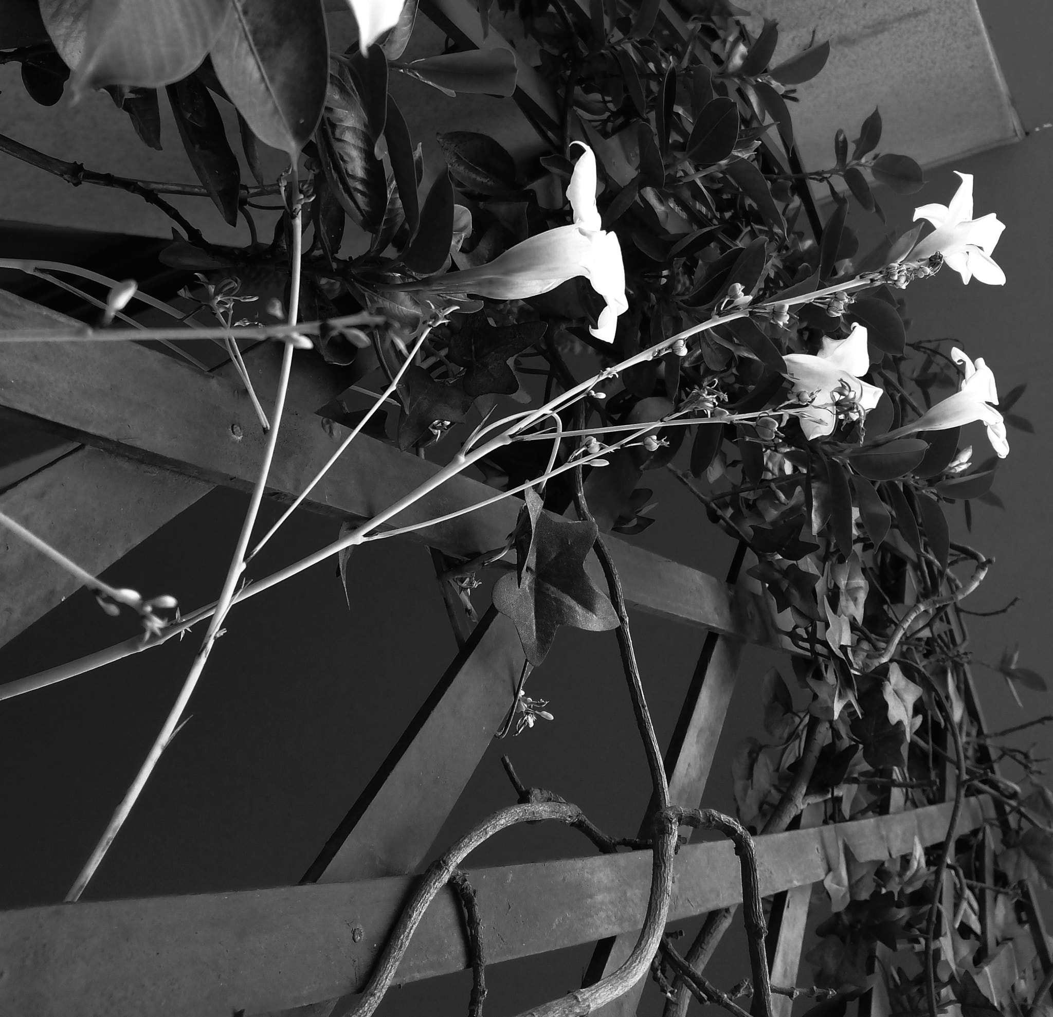 bq Aquaris E5 HD sample photo. Catching the light photography