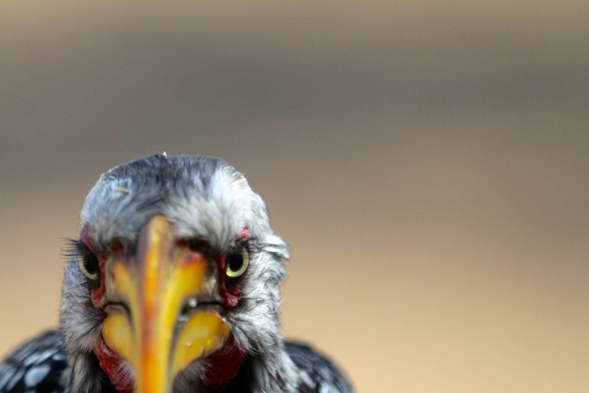 Canon EF 70-200mm F2.8L IS II USM sample photo. Hornbill head photography